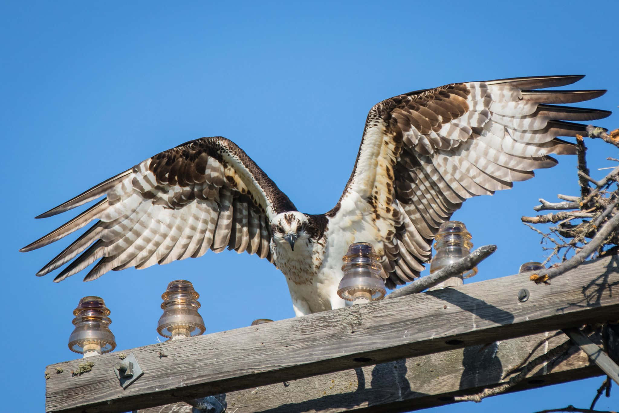 Osprey 桌布 壁紙 — 一隻雄偉的魚鷹在風化的木製電線桿上展開其棕色和白色的翅膀，映襯著清澈的藍天。