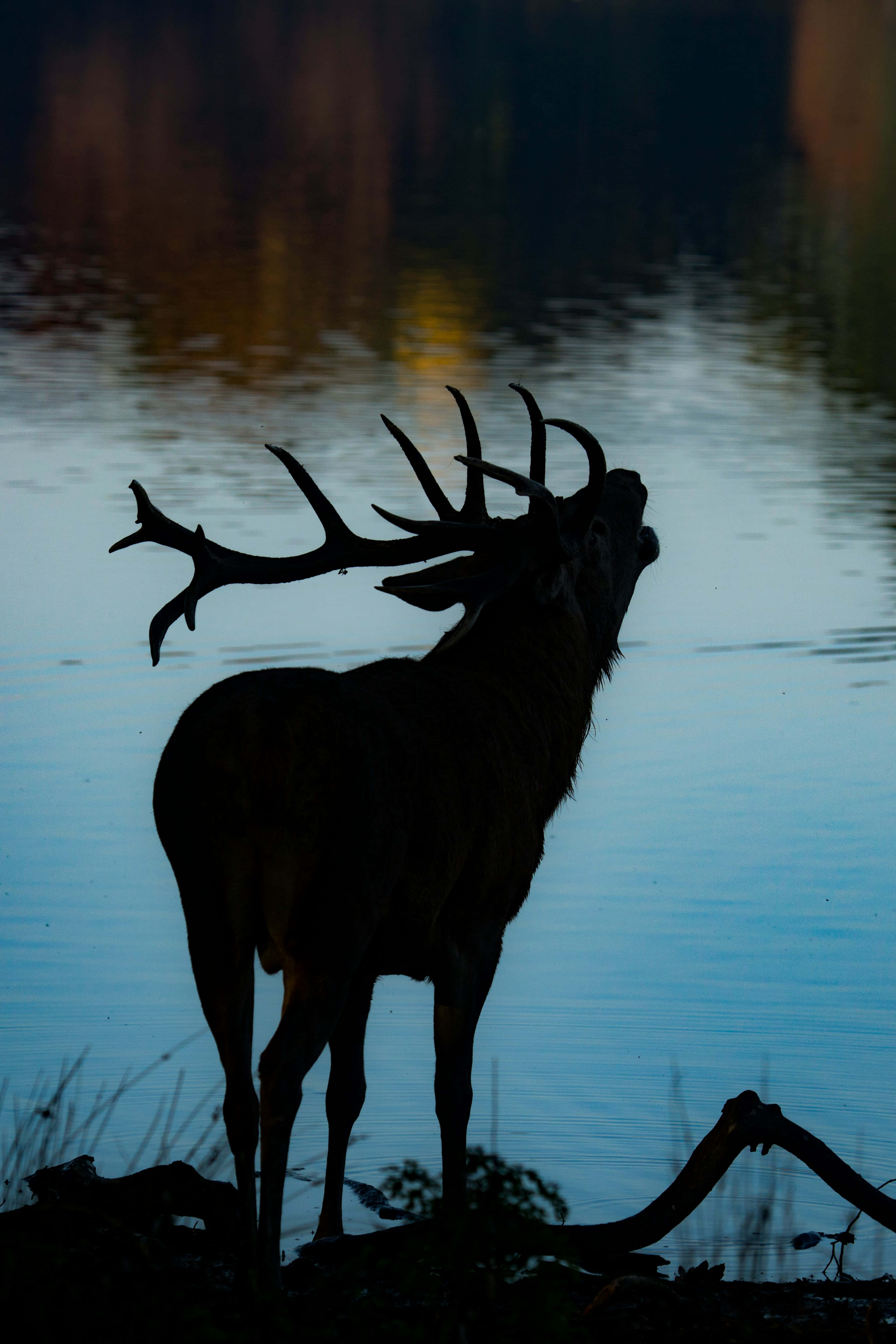 Stag 桌布 壁紙 — 一頭雄偉的雄鹿在平靜的暮色湖邊映襯出剪影，湖面反射出溫暖的秋色。