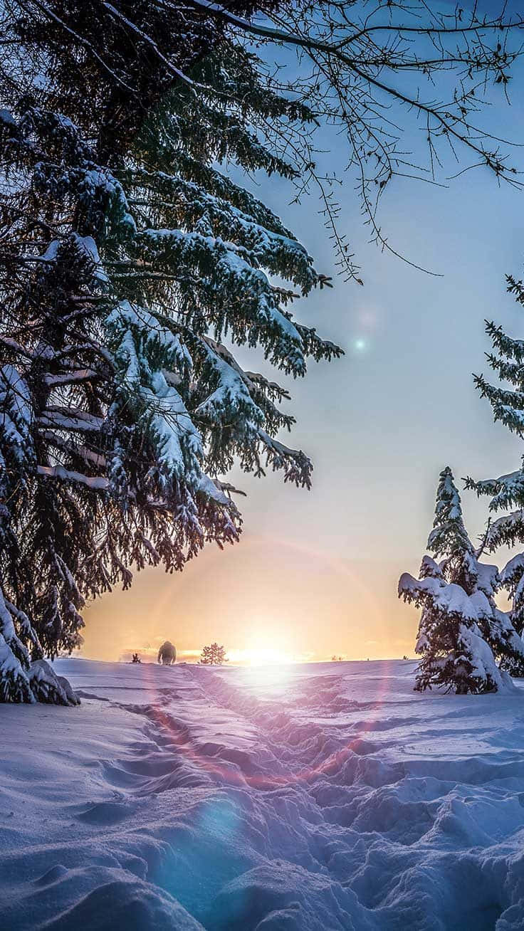  壁紙 — 夕陽穿過積雪的松樹，將溫暖的光芒灑在純淨的冬季景觀上。