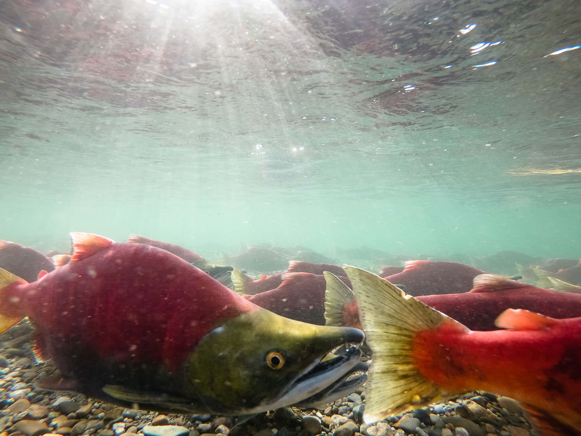  壁紙 — 陽光穿過波動的水面，鮮紅的鮭魚在岩石河床上游動。
