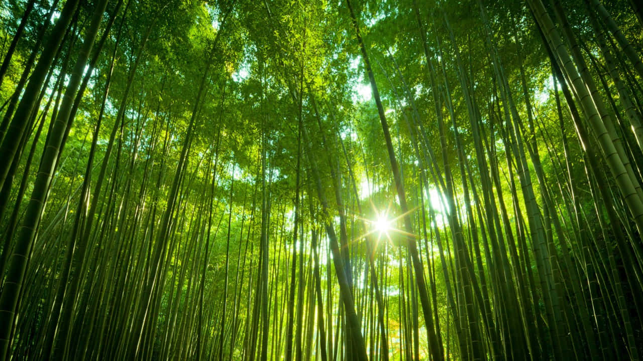  壁紙 — 陽光穿過茂密的綠色高大竹莖樹冠，形成一個充滿活力的自然大教堂。