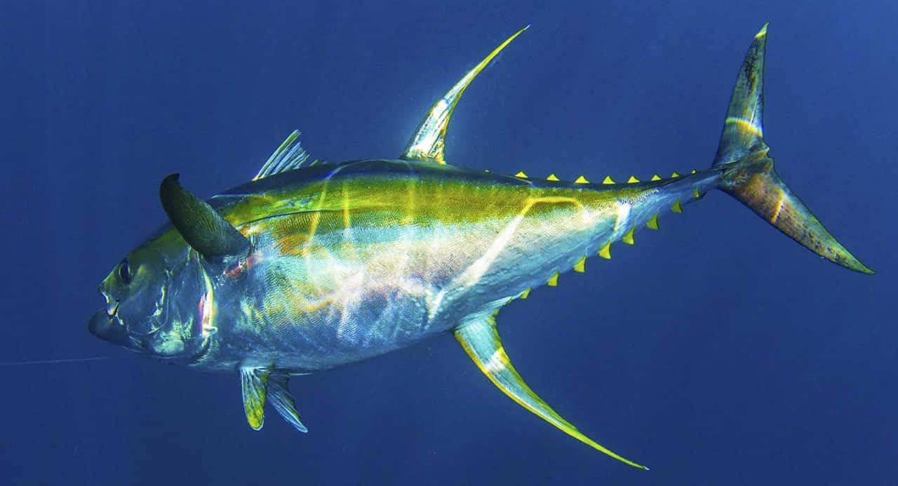  壁紙 — 一條充滿活力的黃鰭鮪魚在深藍色海水中滑行，光滑的銀色和金色鱗片捕捉光線。
