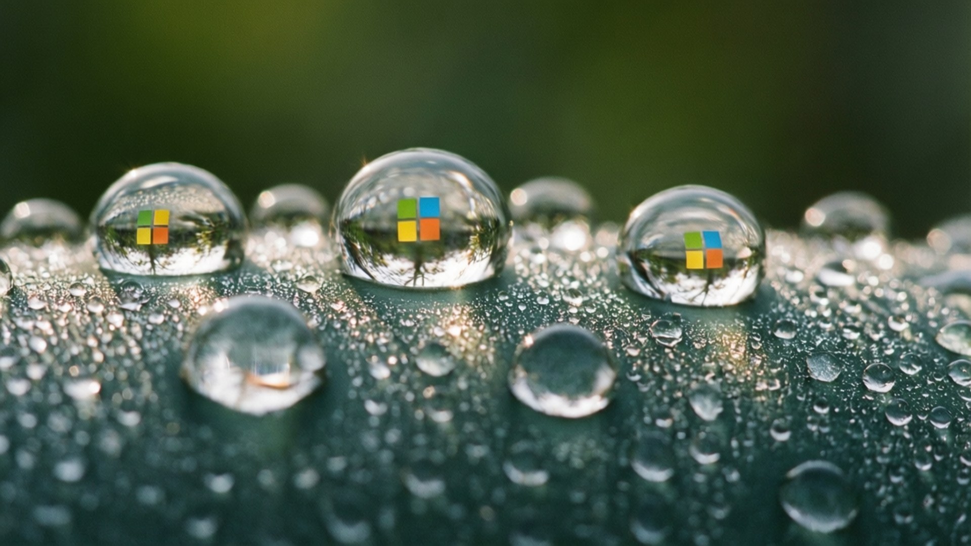 Dew Drops Microsoft 壁紙 — 葉片上閃爍的水滴，每個都折射並放大微軟標誌，背景是柔和的綠色。