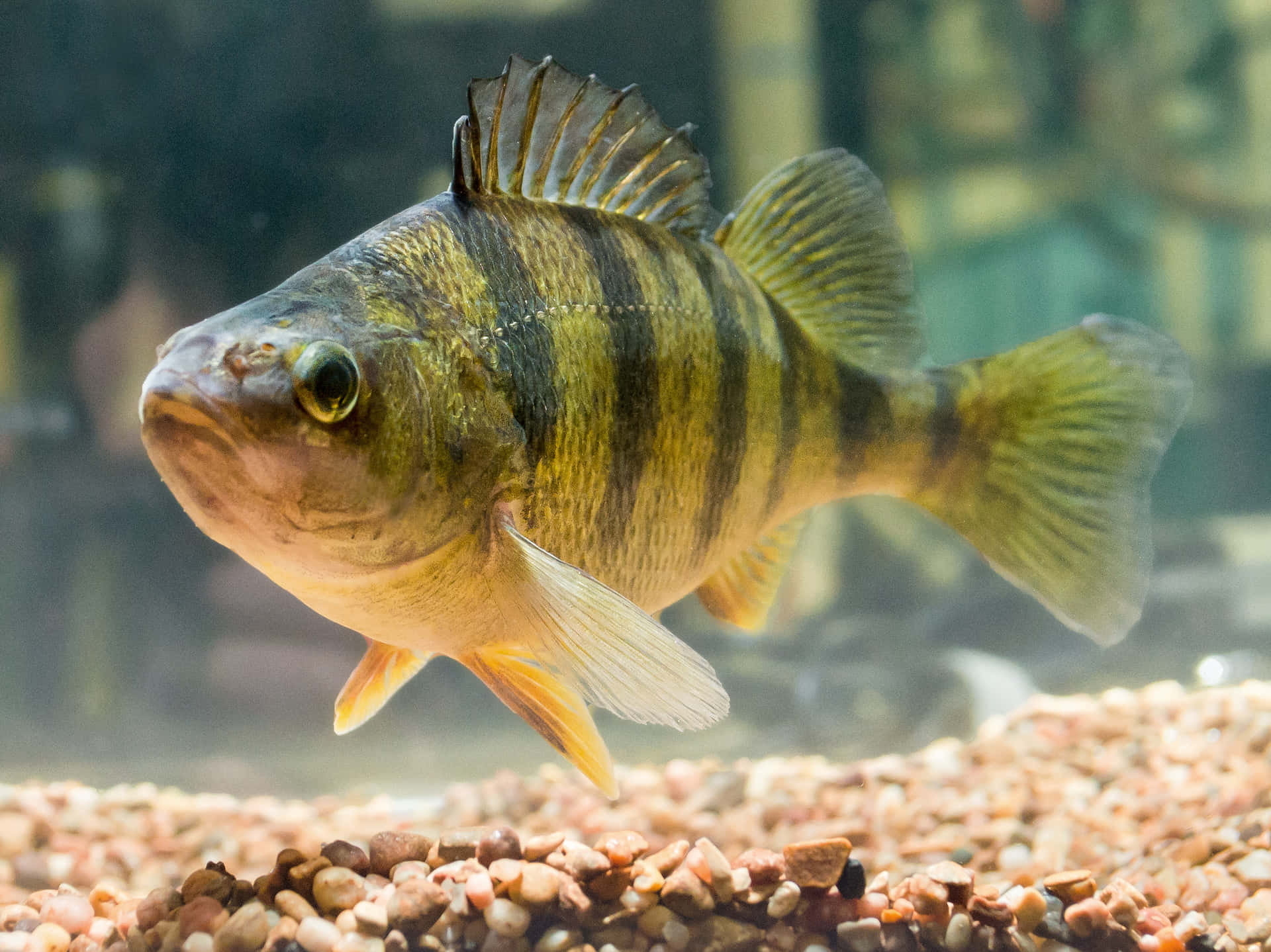  壁紙 — 一條黃黑相間的條紋鱸魚在清澈的水族箱水中，優雅地游過色彩繽紛的礫石上方。