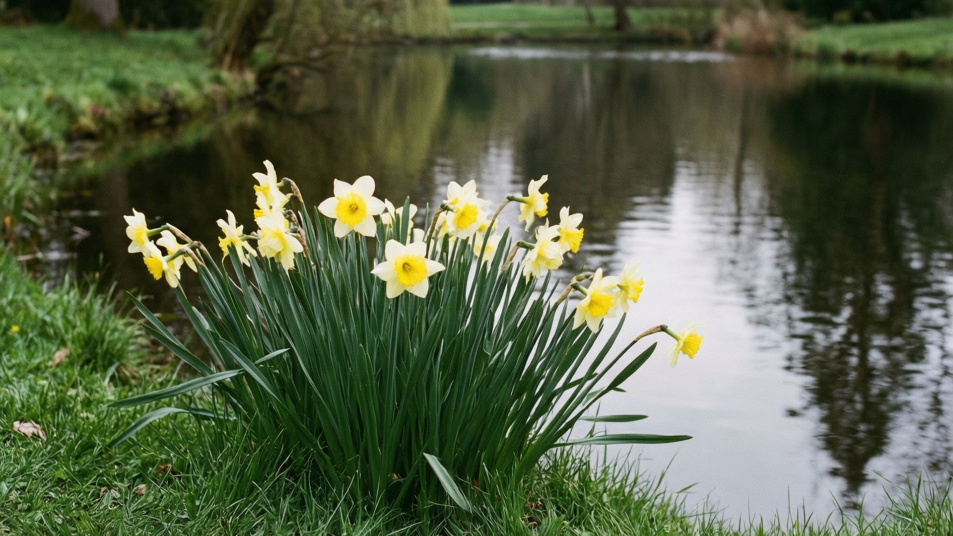 Narcissus by Pond 壁紙 — 一簇鮮黃色的水仙花在長滿青草的河岸上盛開，旁邊是一個平靜的池塘，倒映著樹木。