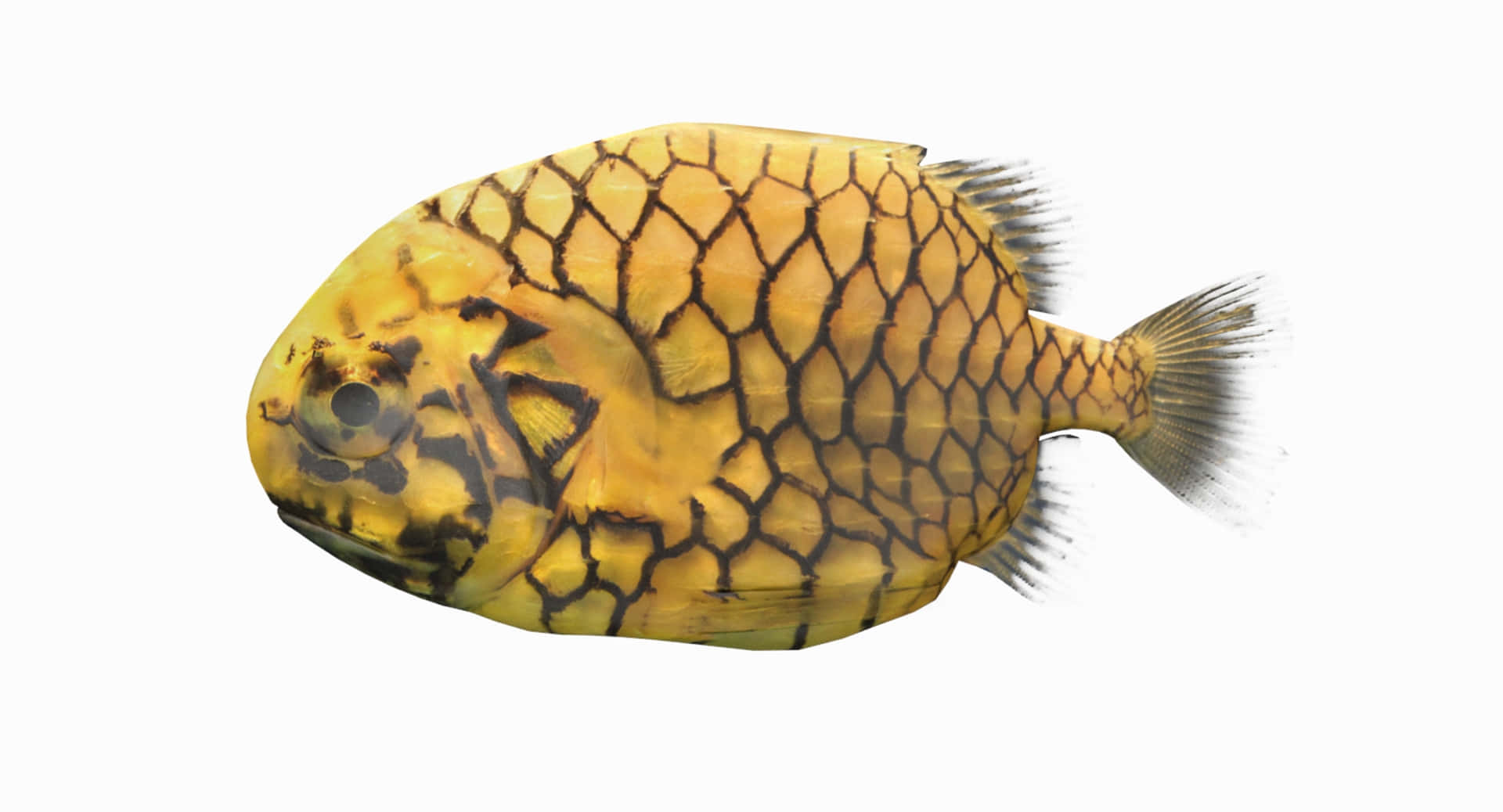  壁紙 — 一條黃色魚的詳細3D渲染，帶有黑色六角形鱗片和半透明魚鰭，背景為白色。