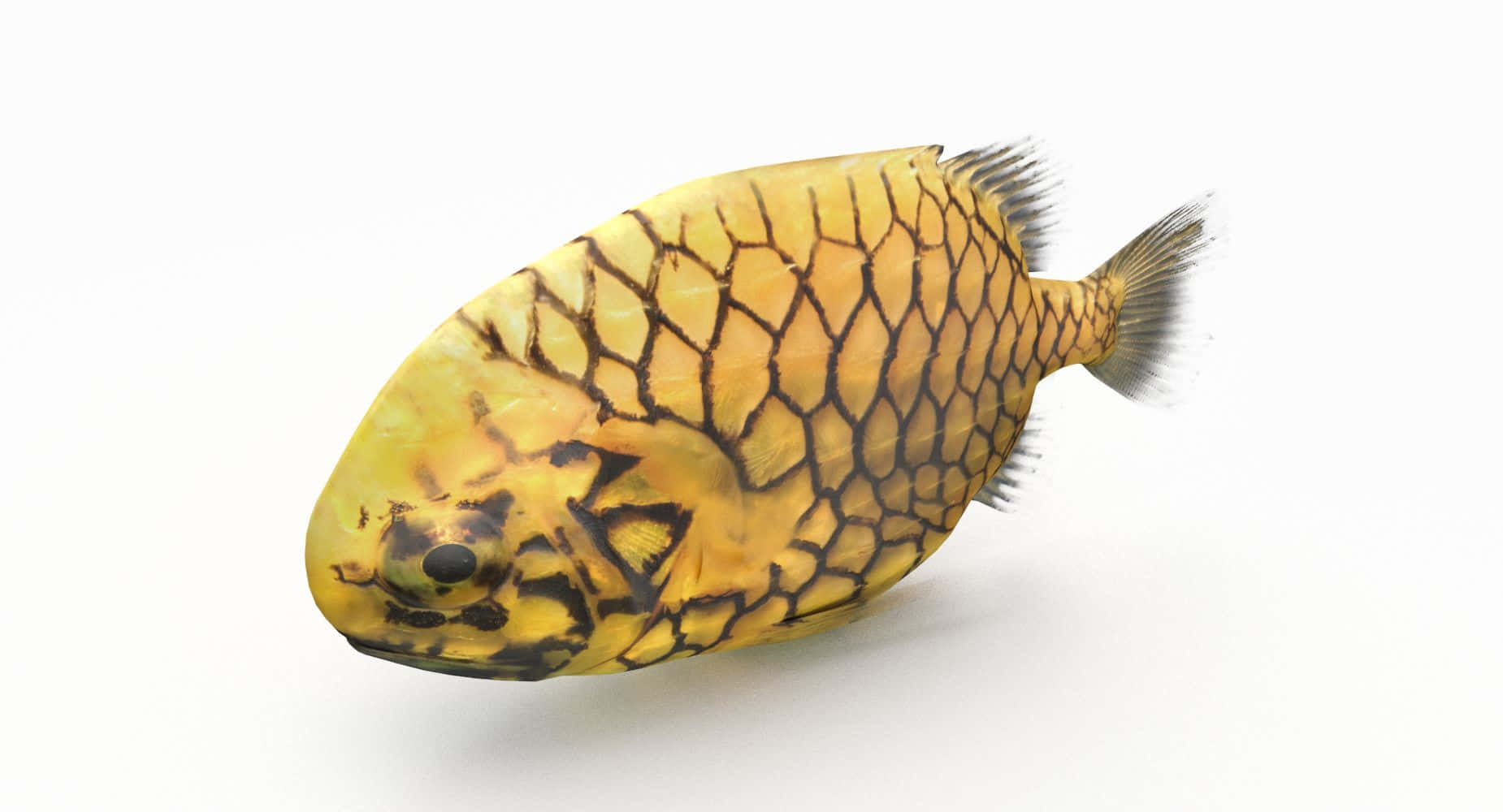  壁紙 — 一條黃色魚帶有黑色網狀圖案，在純白色背景上游動。