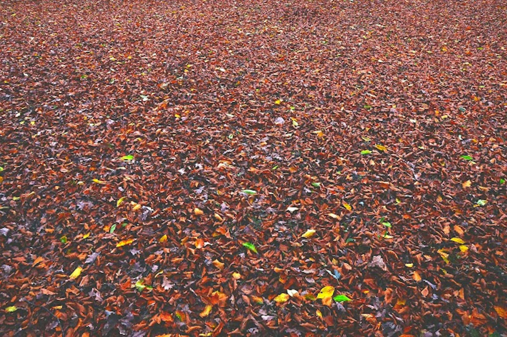  壁紙 — 一層厚厚的落葉，呈現豐富的紅色、棕色和黃色色調，覆蓋著地面。