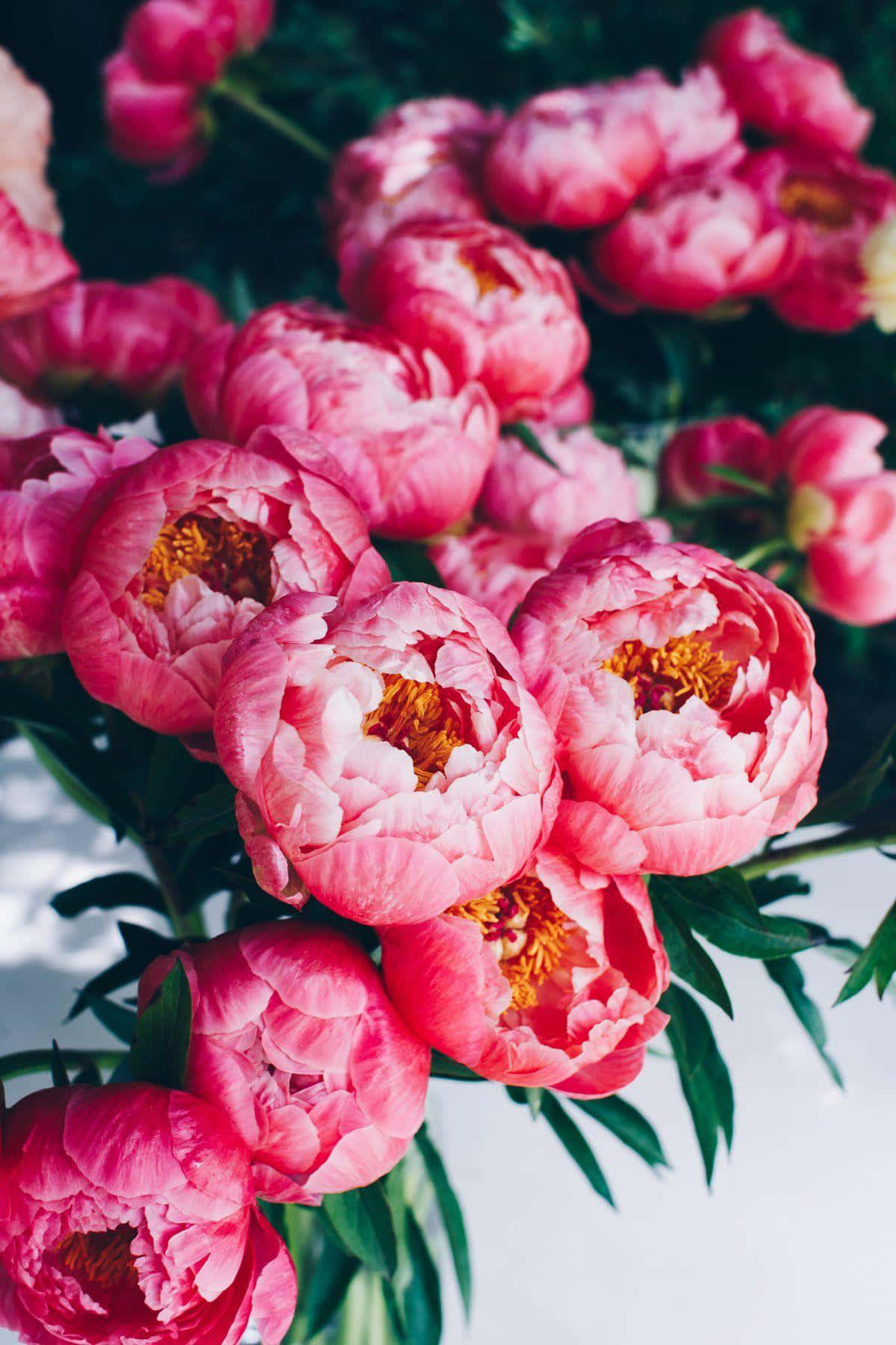 Peony 桌布 壁紙 — 一簇茂盛的粉紅色牡丹花，帶有金色花心，在柔和的白色背景上盛開。