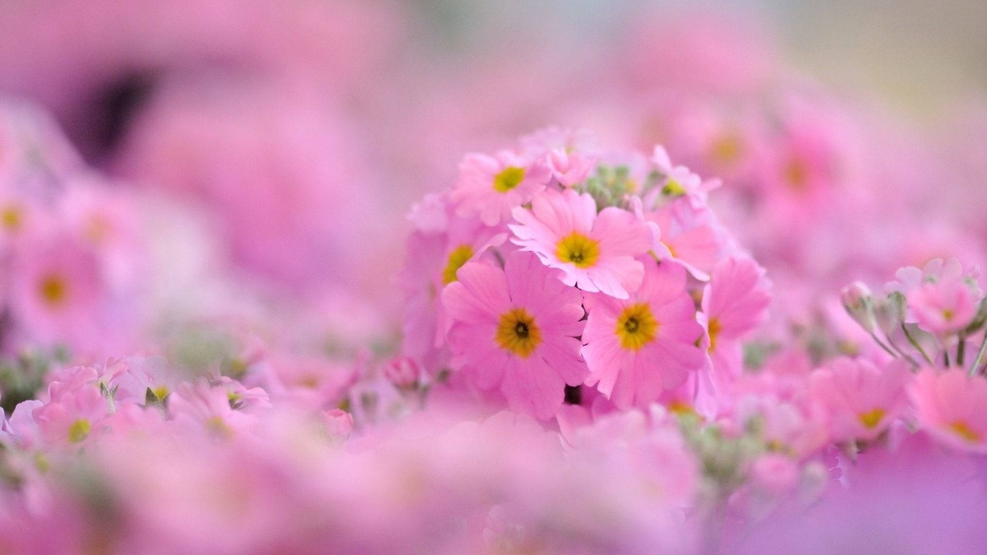 一片粉紅報春花田，帶有黃色花心，柔和焦點。 — Chromebook 壁紙