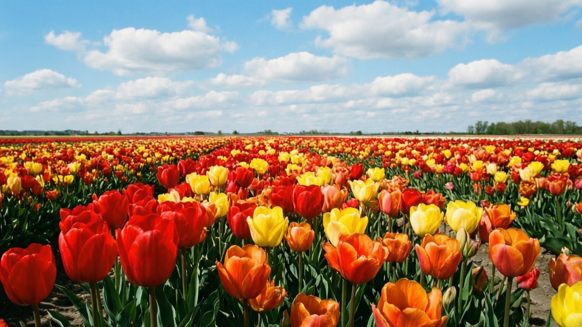 Tulip Fields of March 壁紙 — 一大片紅色、黃色和橙色的鬱金香田在明亮的藍天和白雲下延伸。