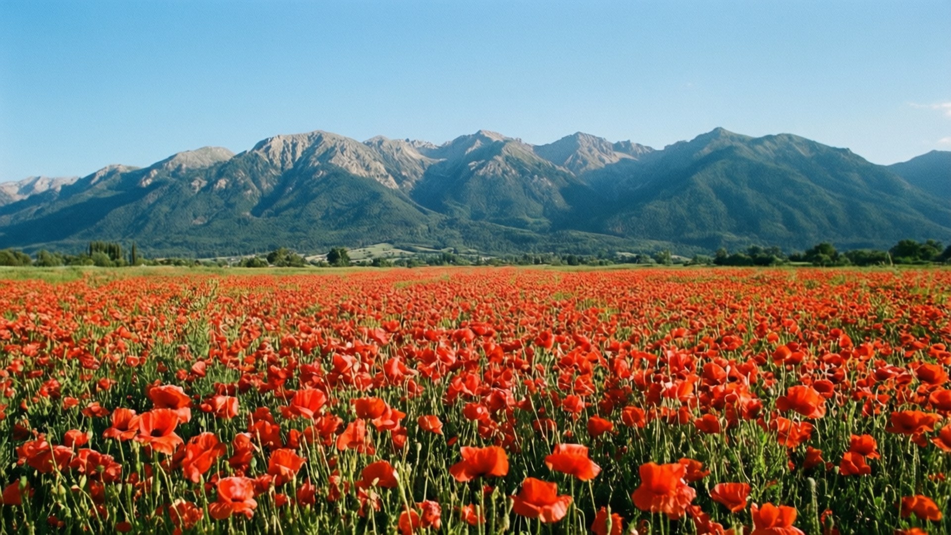 Mountain Poppy Vista 壁紙 — 一大片鮮紅色的罌粟花田，在清澈的藍天下，向遠處崎嶇的山脈延伸。