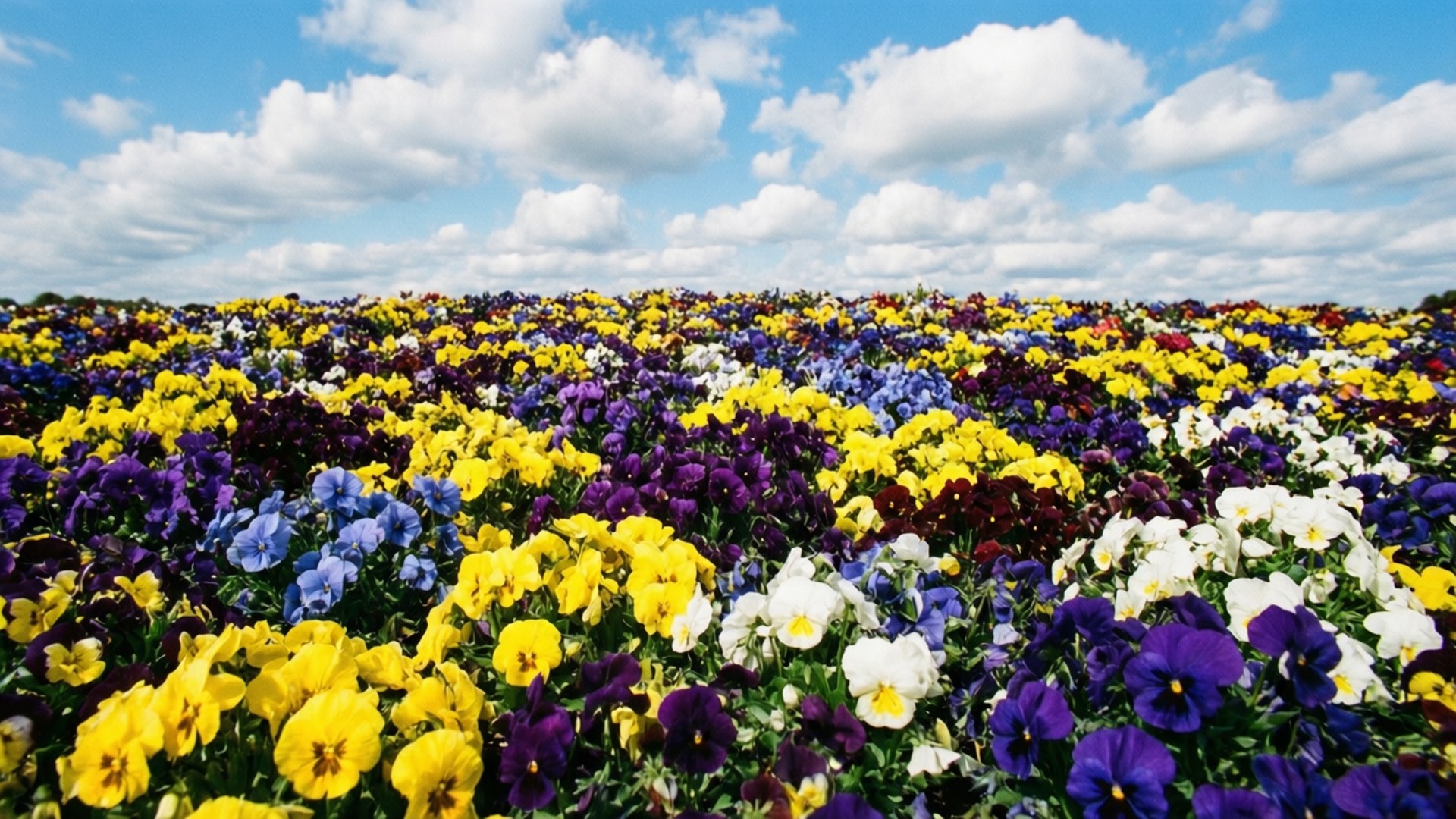 Colorful Pansy Garden Vista 壁紙 — 一大片鮮豔的黃色、紫色和白色三色堇在明亮的藍天下盛開，天空中有蓬鬆的白雲。