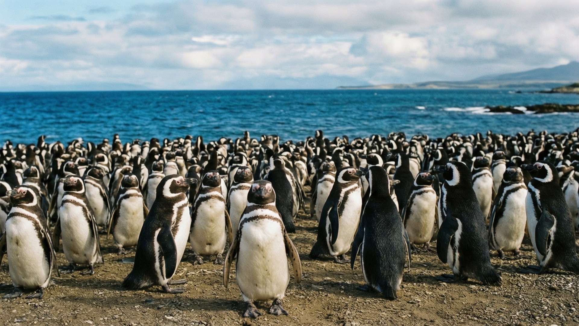 Penguin Paradise 壁紙 — 一大群企鵝站在岩石海灘上，面向鏡頭，背後是海洋和多雲的天空。