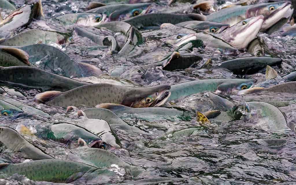 壁紙 — 一大群銀色鮭魚在湍急的河水裡翻騰，進行牠們的逆流產卵之旅。