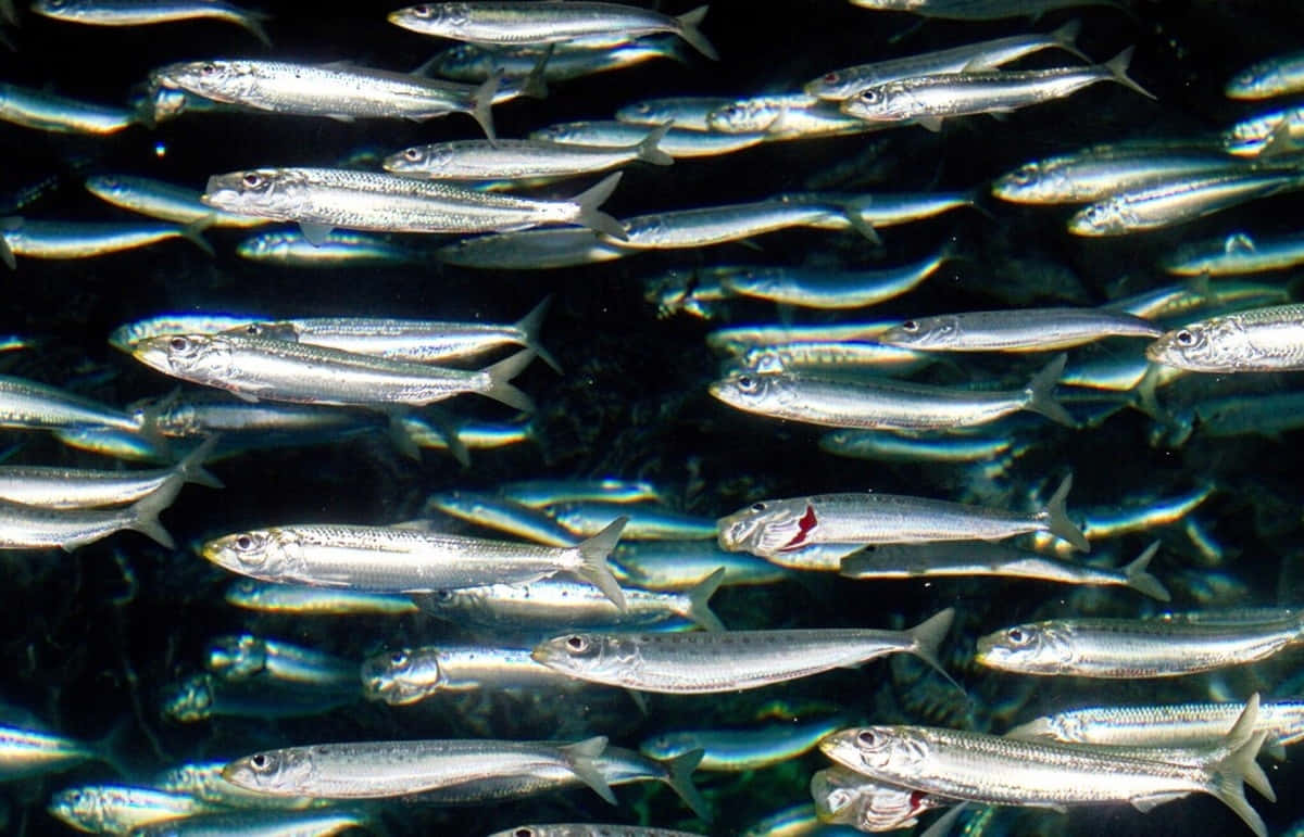  壁紙 — 一大群銀色魚類在黑暗的水中同步游動，牠們的鱗片像散落的硬幣一樣捕捉光線。