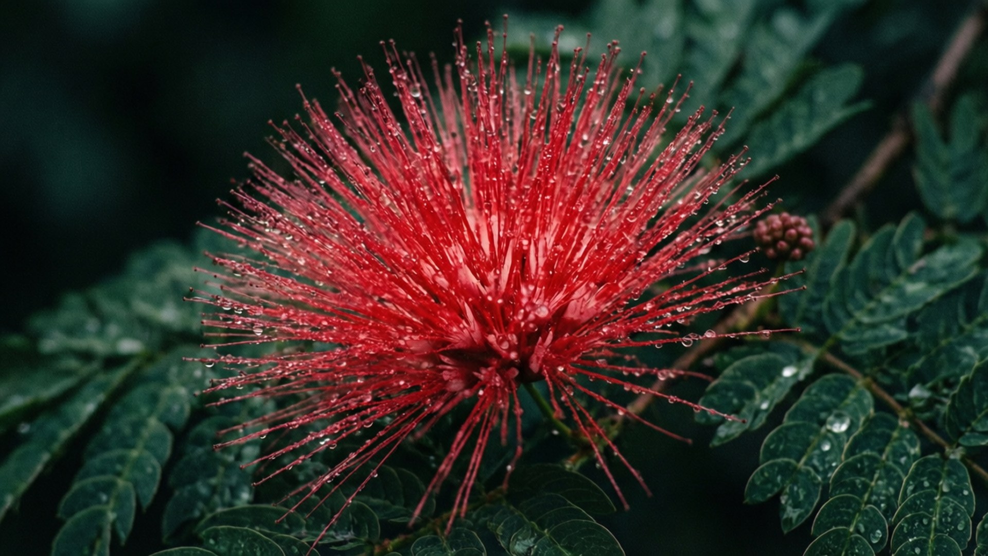 Red Mimosa Dew 壁紙 — 一朵鮮紅色的刷子花在茂密綠葉的背景下閃爍著露珠。