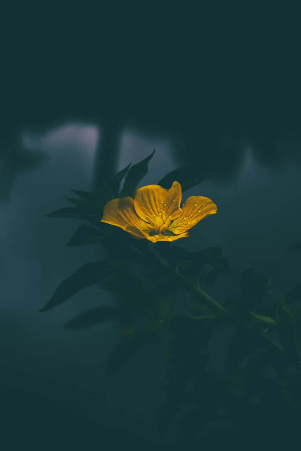  壁紙 — 一朵鮮黃色的花朵在深藍綠色模糊背景和柔和光線中綻放。