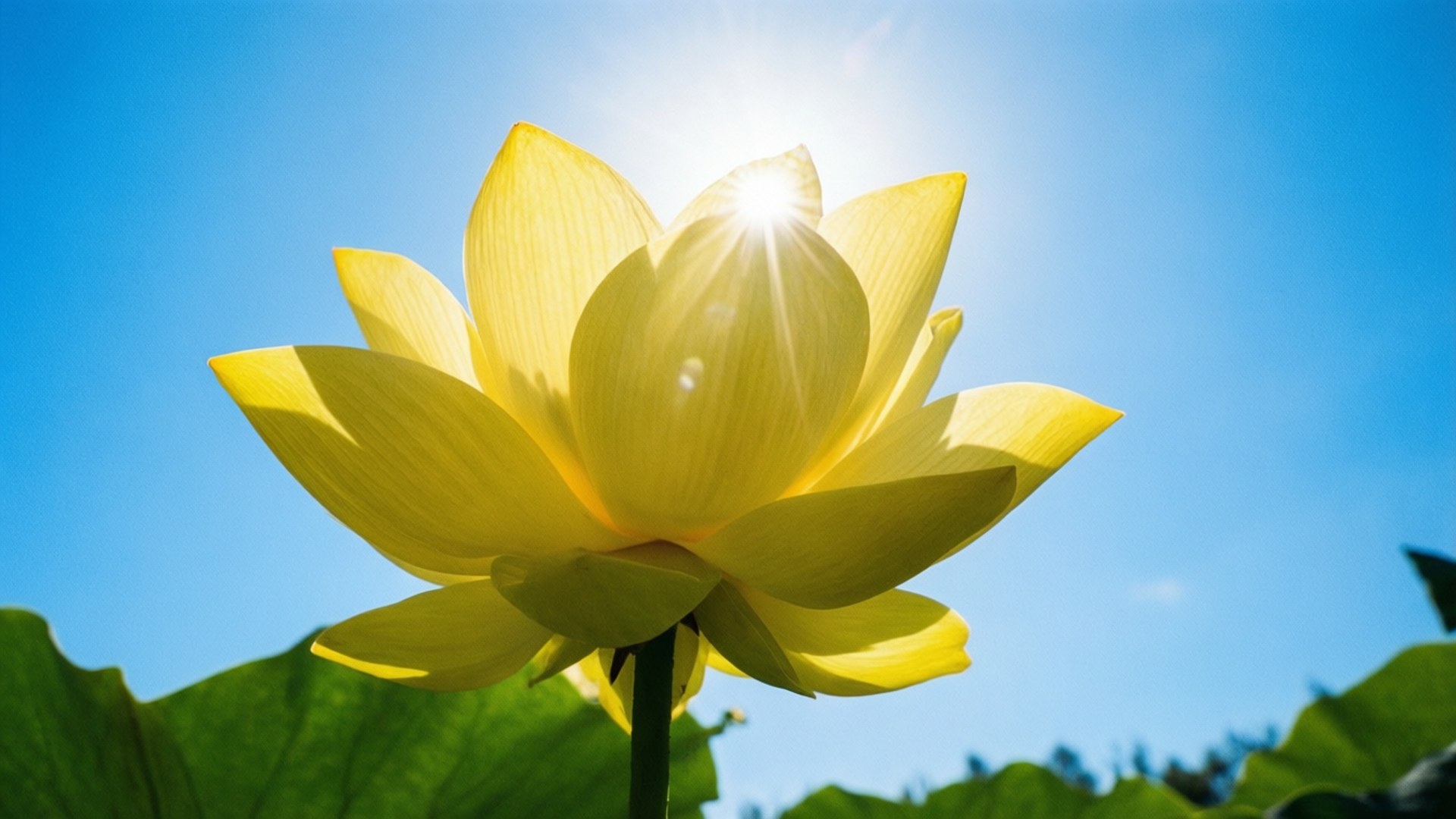 Yellow Lotus Sunny Day 壁紙 — 一朵鮮黃色的蓮花在清澈的藍天下盛開，陽光透過花瓣明亮地照耀。