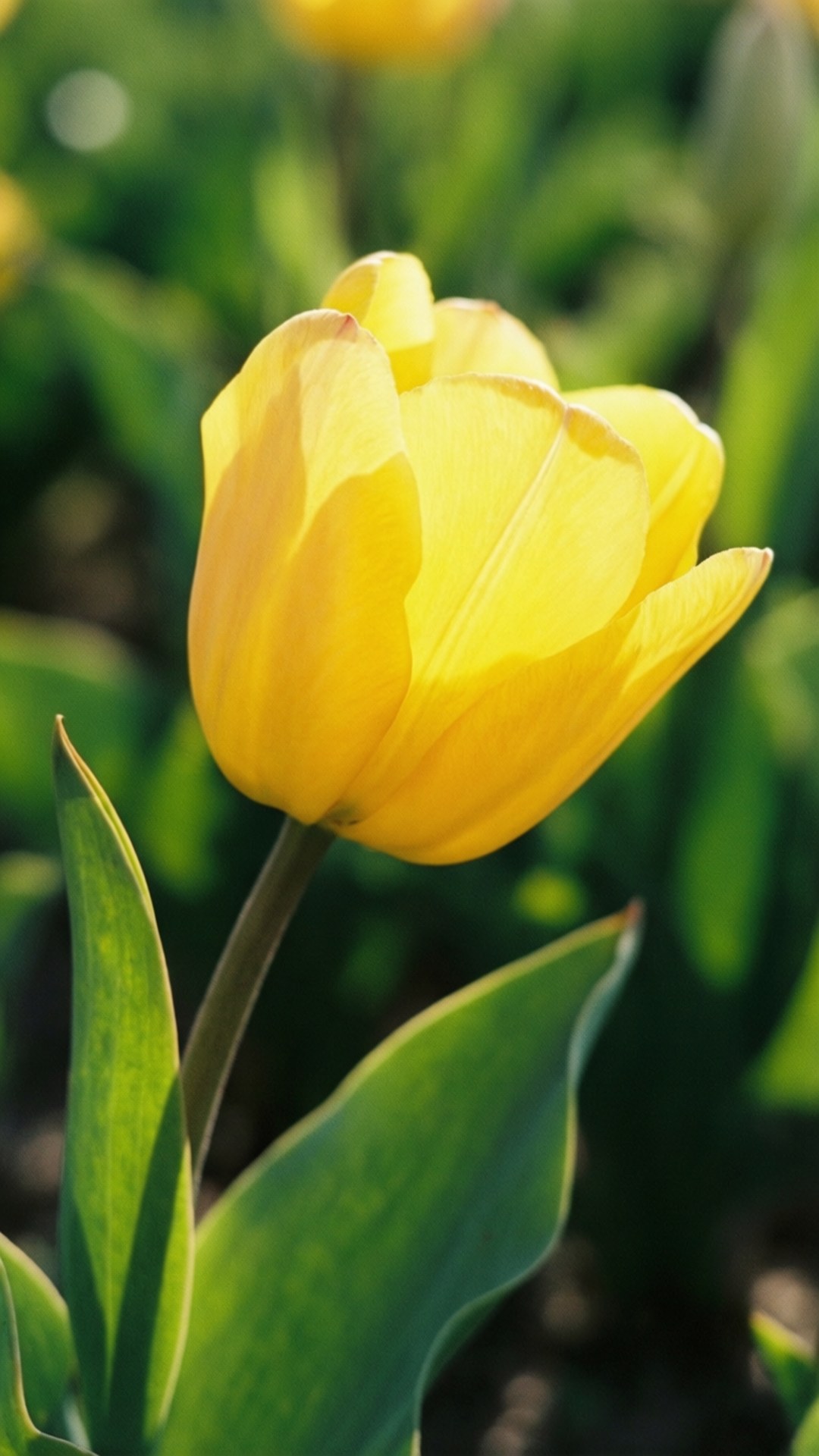 Cheerful Yellow Tulip 壁紙 — 一朵鮮黃色的鬱金香在柔和陽光下盛開，襯著茂盛的綠葉和模糊的花園背景。