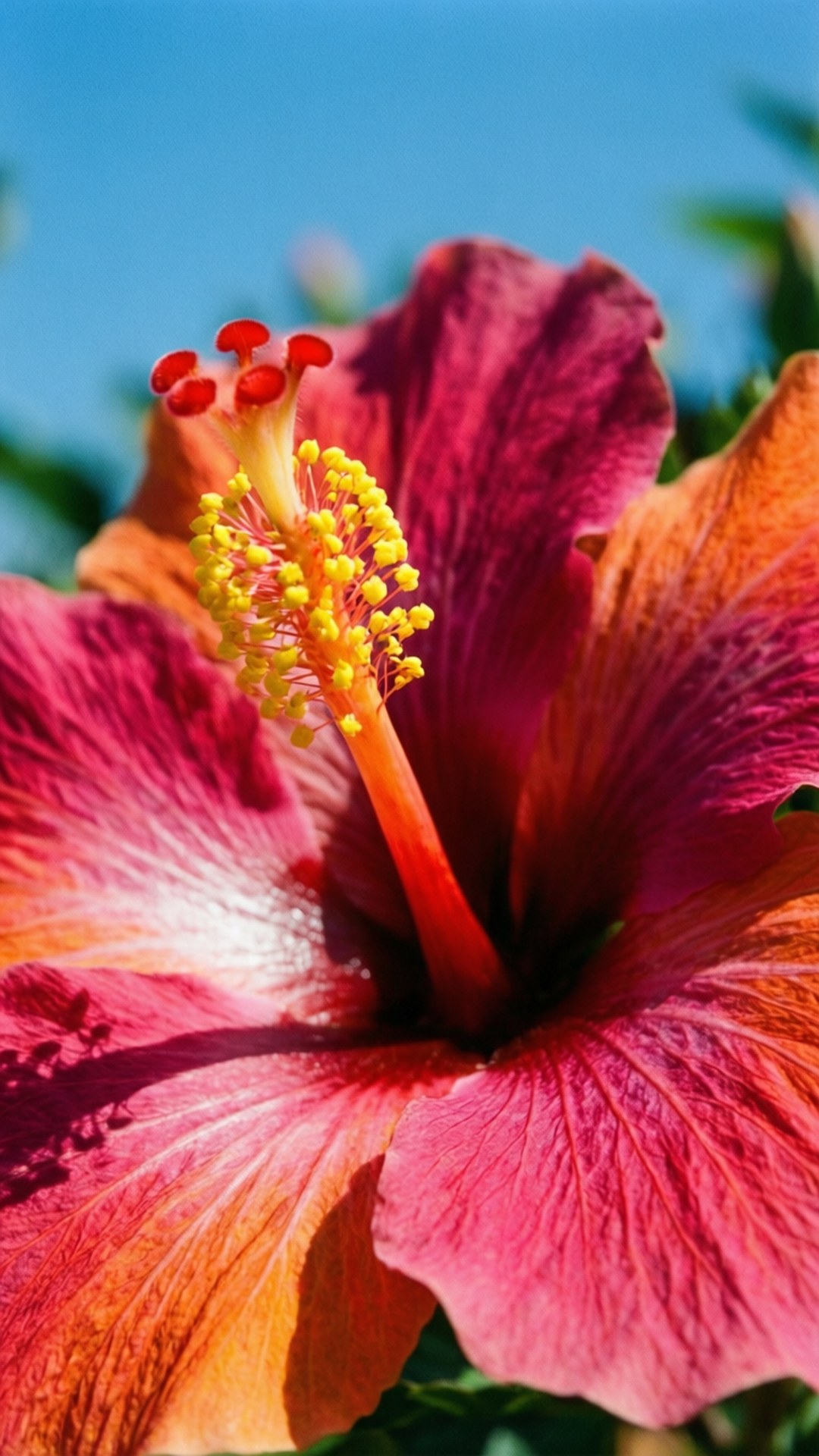 Hibiscus Yellow Stamen 壁紙 — 一朵鮮豔的芙蓉花，帶有深粉紅色和橙色的花瓣，以及明亮的黃色雄蕊，襯著清澈的藍天。