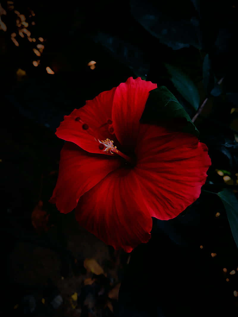  壁紙 — 一朵鮮豔的紅色木芙蓉在深黑色背景上，伴隨著柔和的金色散景燈光，戲劇性地盛開。