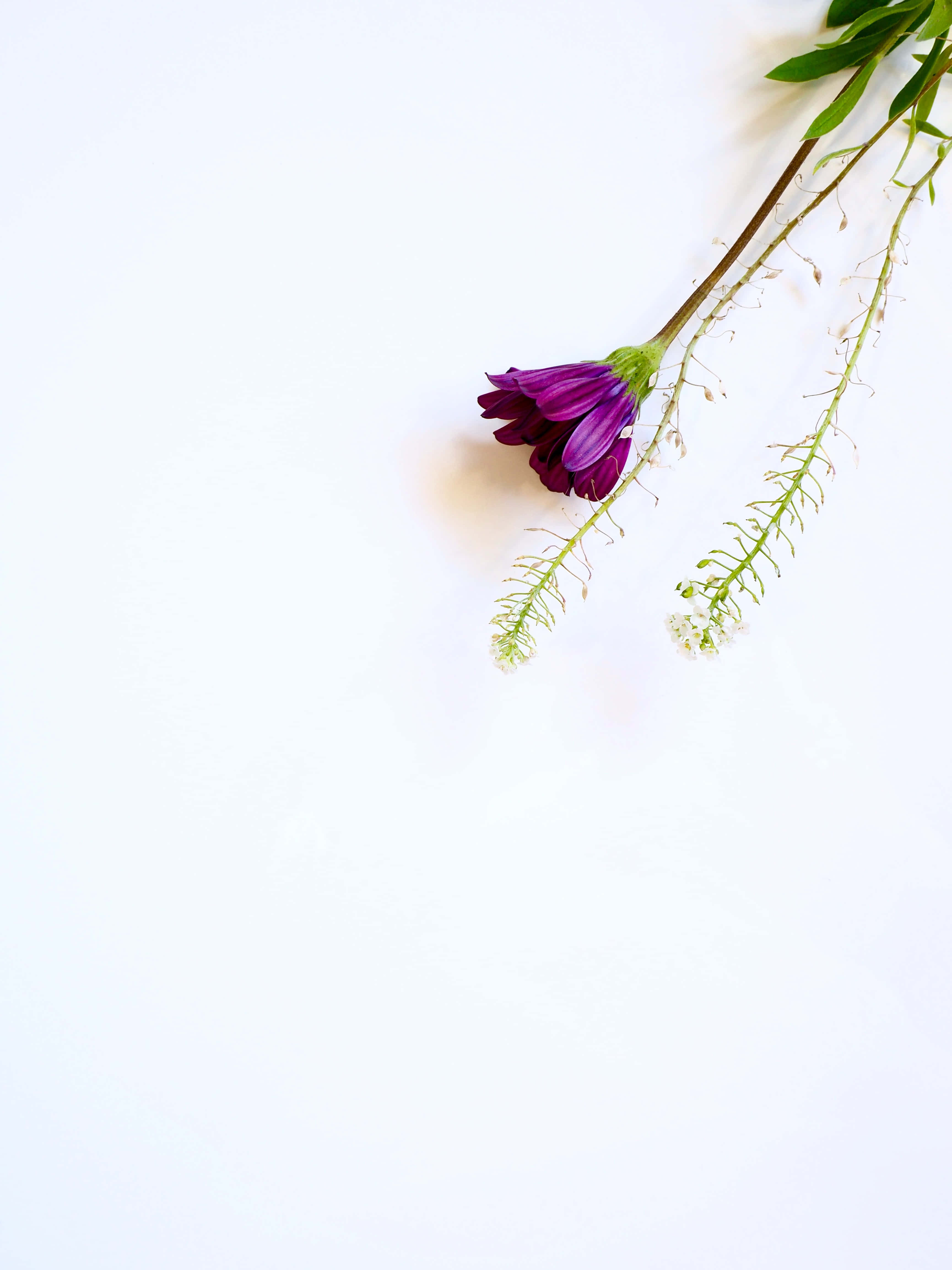 Pretty Flower 桌布 壁紙 — 一朵鮮豔的紫色花朵，帶有纖細的綠色莖和細小的白色花朵，斜放在潔白的表面上。