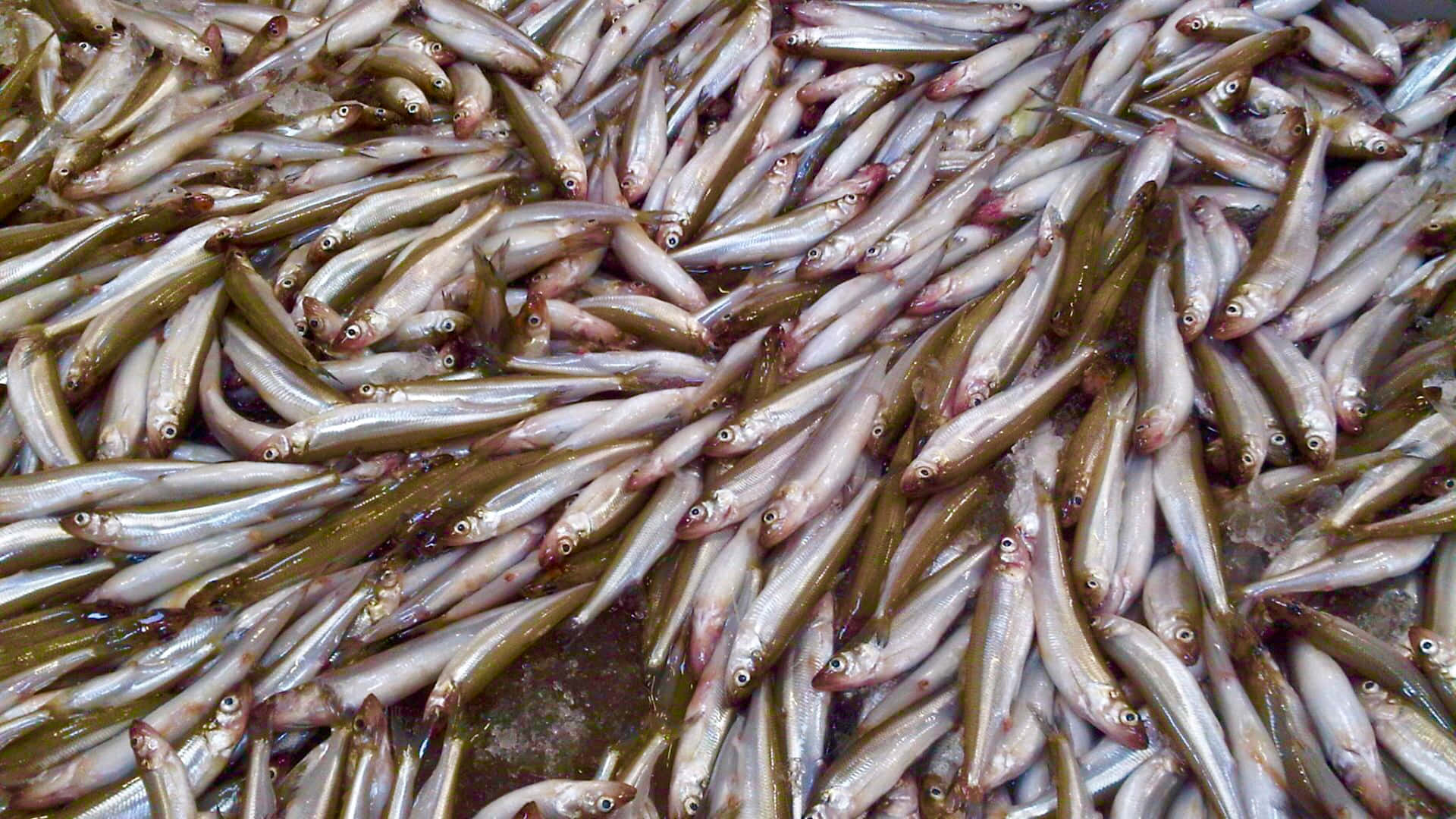  壁紙 — 一堆密集的小銀魚，紅色的眼睛在潮濕的細節中閃閃發光。
