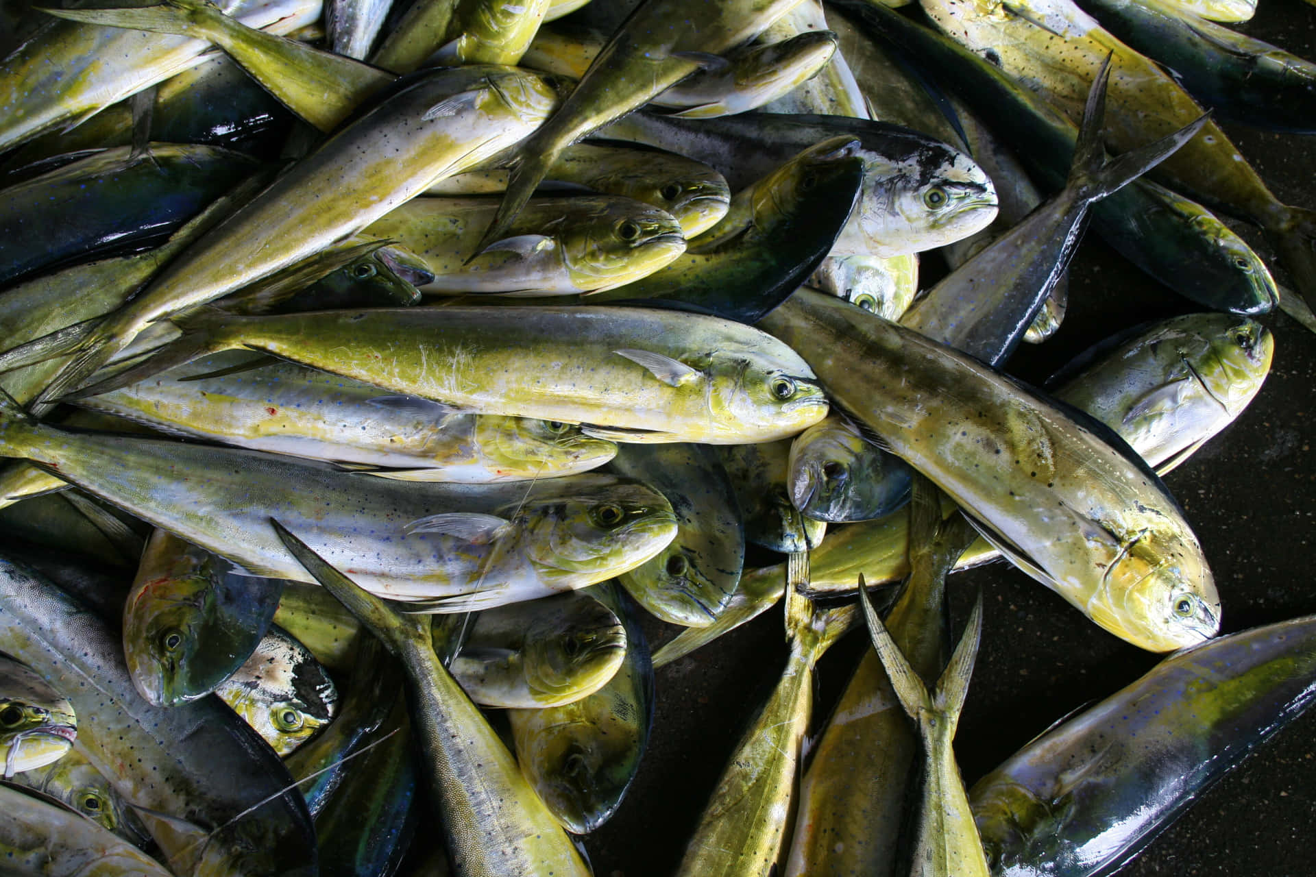 壁紙 — 一堆密密麻麻的新鮮捕獲的鬼頭刀魚，在明亮光線下閃爍著虹彩般的黃色和綠色鱗片。