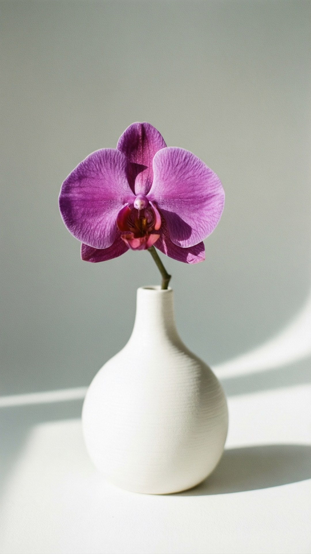 Violet Orchid Elegance 壁紙 — 一朵充滿活力的紫色蘭花在簡約的白色花瓶中優雅綻放，背景是柔和的灰色。
