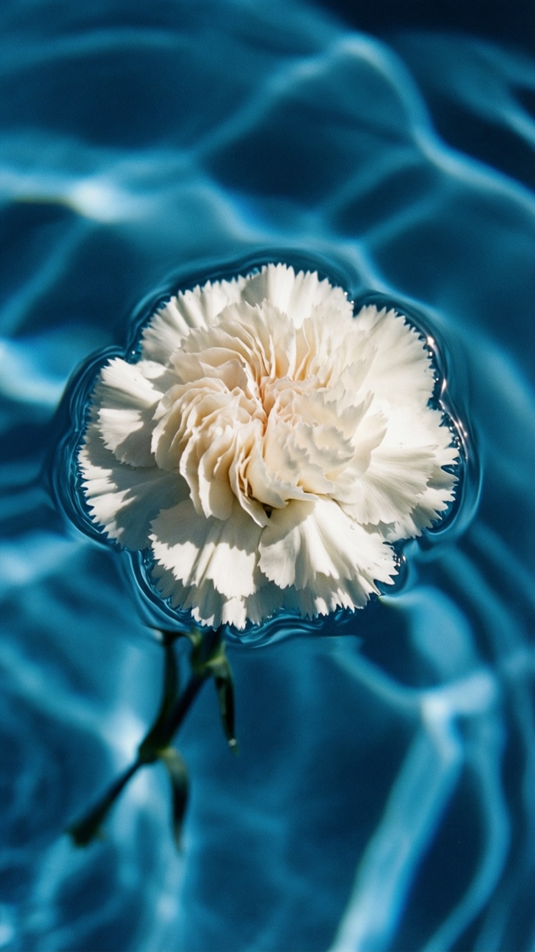 White Carnation Floating 壁紙 — 一朵純潔的白色康乃馨靜靜地漂浮在波光粼粼的碧綠水面上，莖部浸沒在水中。