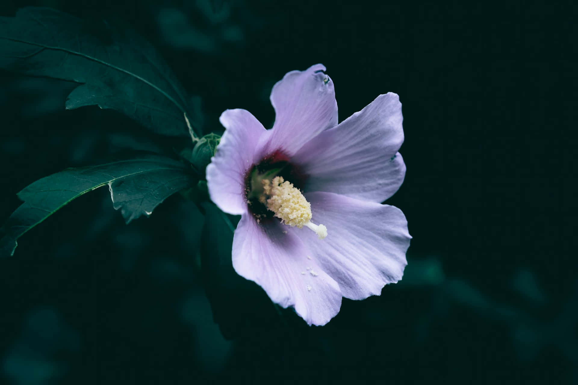 壁紙 — 一朵淡紫色木芙蓉花在深藍綠色背景上盛開，葉片柔和模糊。
