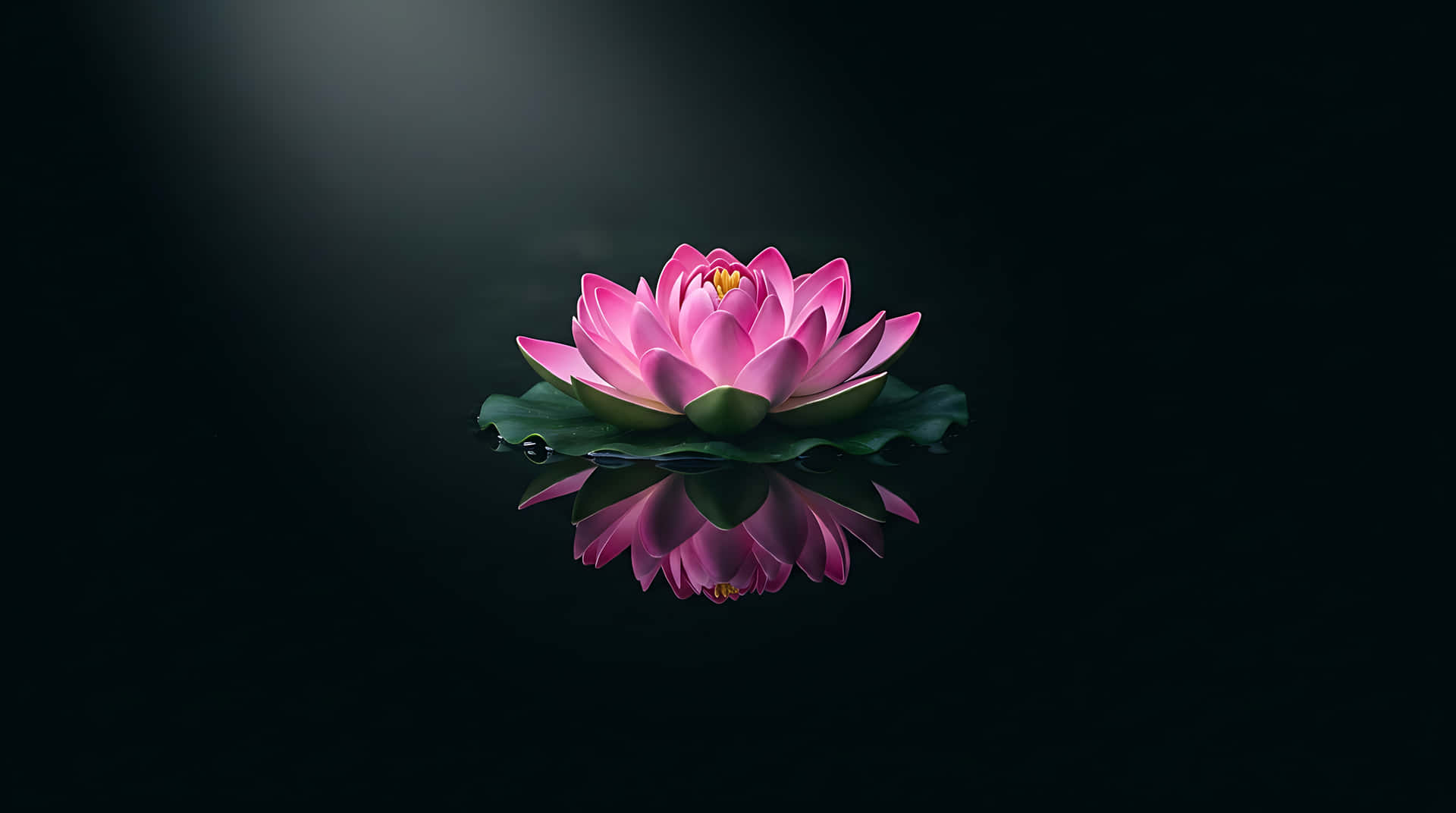 粉紅色蓮花，帶有綠色葉子，漂浮在深色水面上，顯示清晰倒影