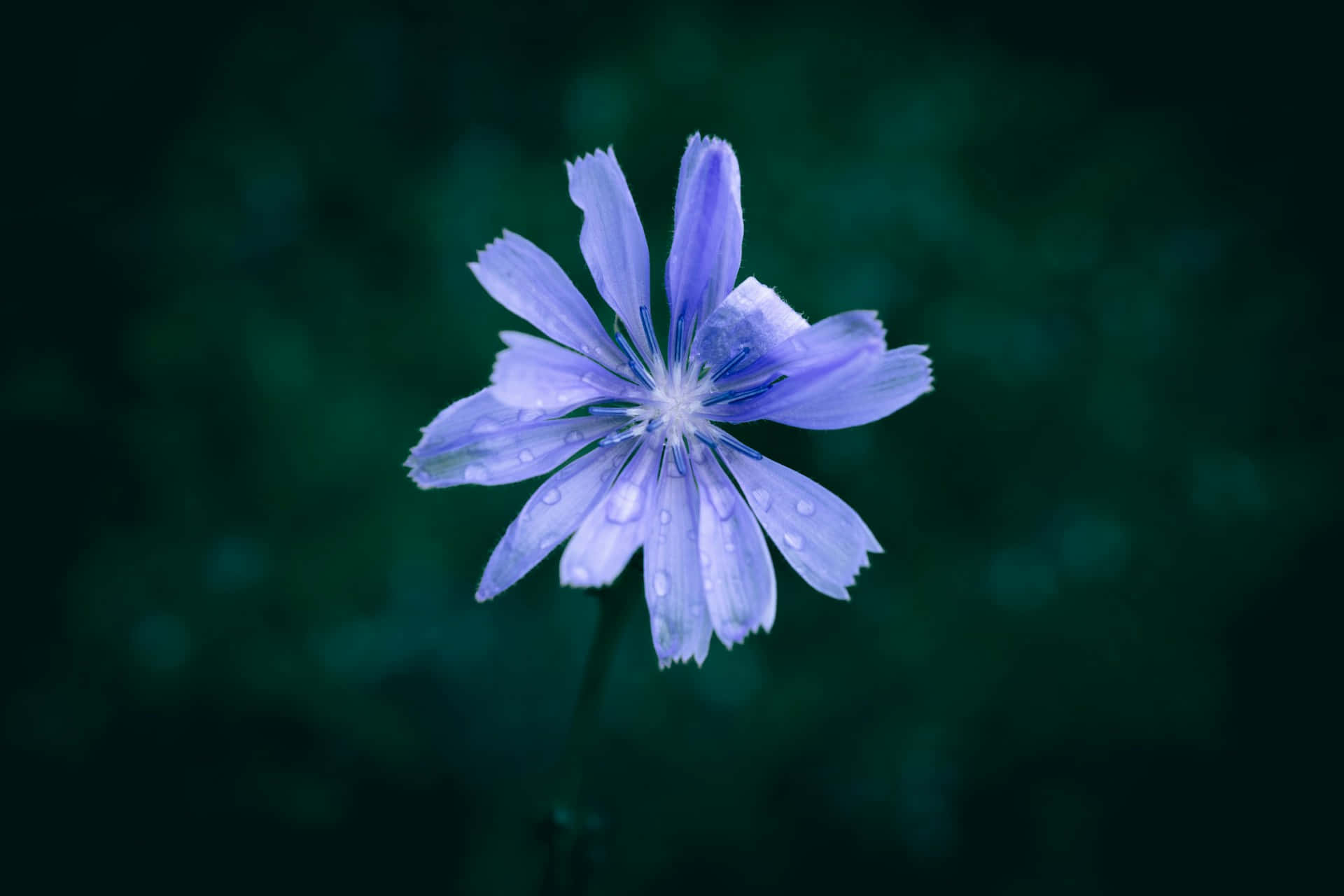  壁紙 — 一朵精緻的藍色菊苣花在柔和模糊的綠色背景下閃爍著露珠。