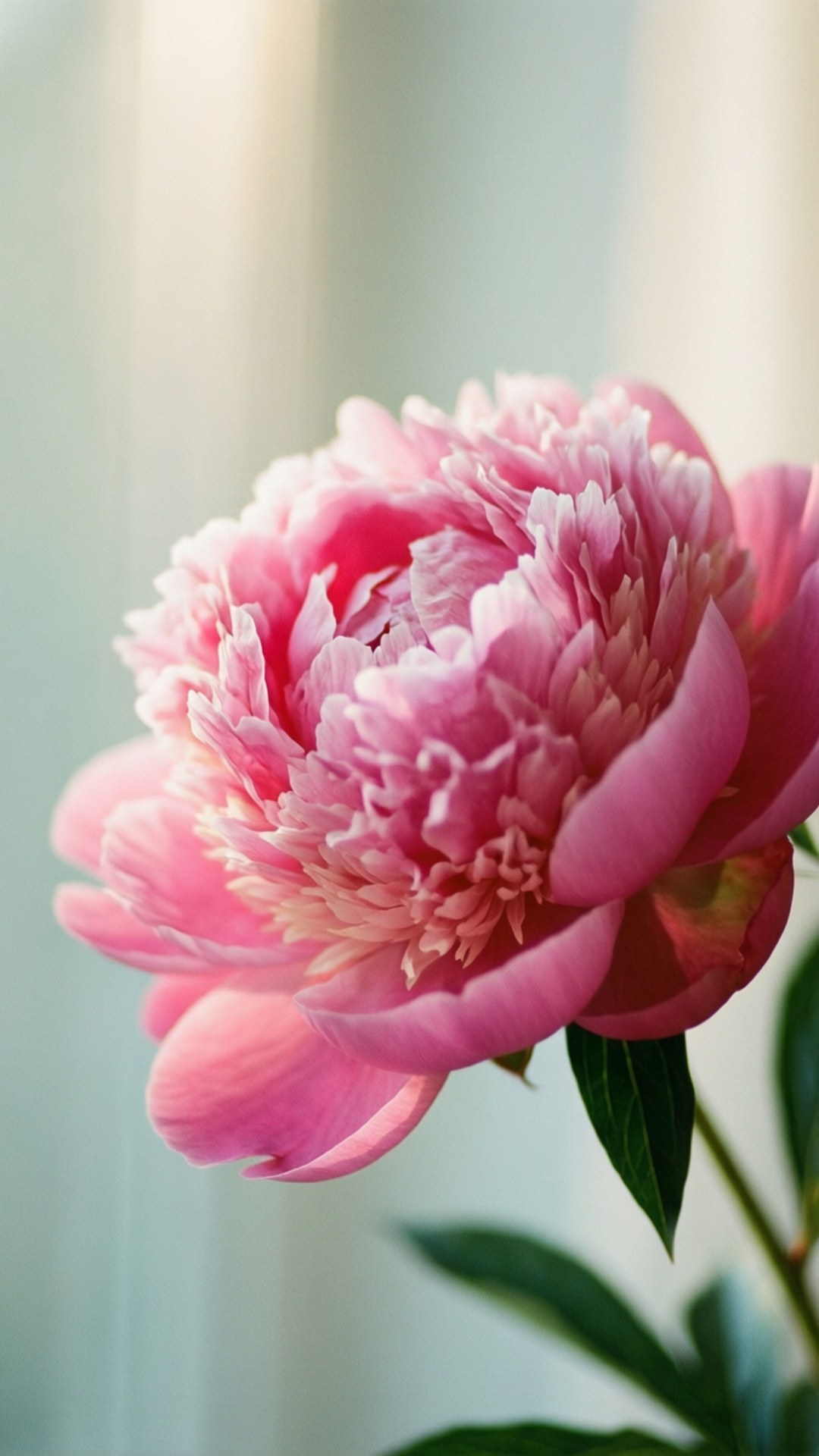 Peony Bloom 壁紙 — 一朵柔粉色盛開的牡丹，帶有精緻層層花瓣和綠葉，背景模糊明亮。