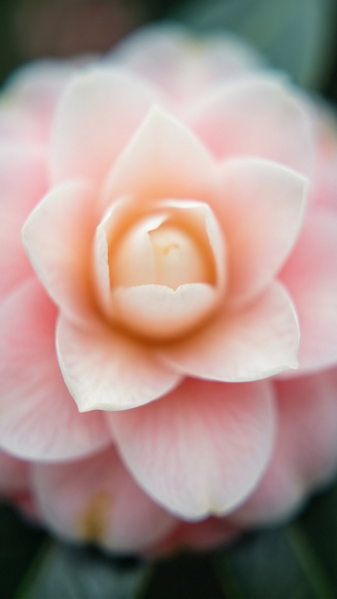 Dreamy Petal Blur 壁紙 — 一朵柔和的粉紅色山茶花，帶有精緻層疊的花瓣和模糊的綠色背景。