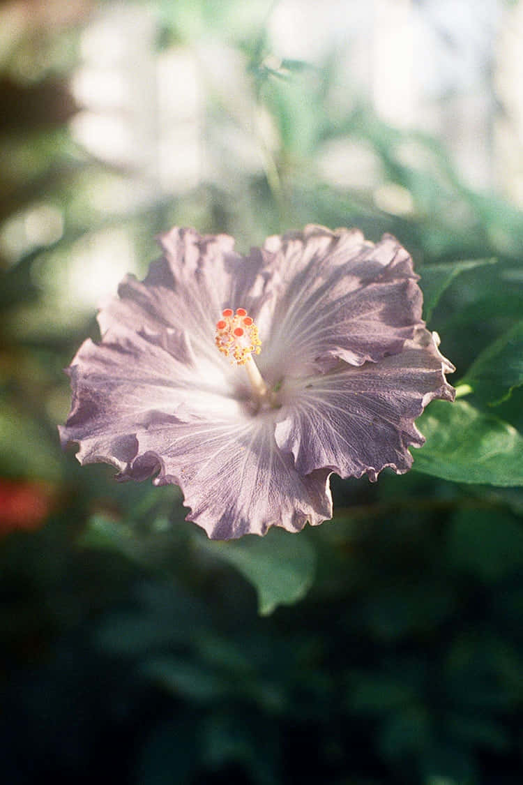 Hibiscus Aesthetic 桌布 壁紙 — 一朵柔軟的淡紫色木芙蓉花，帶有皺褶花瓣和橙色雄蕊，在模糊的綠色花園背景下盛開。