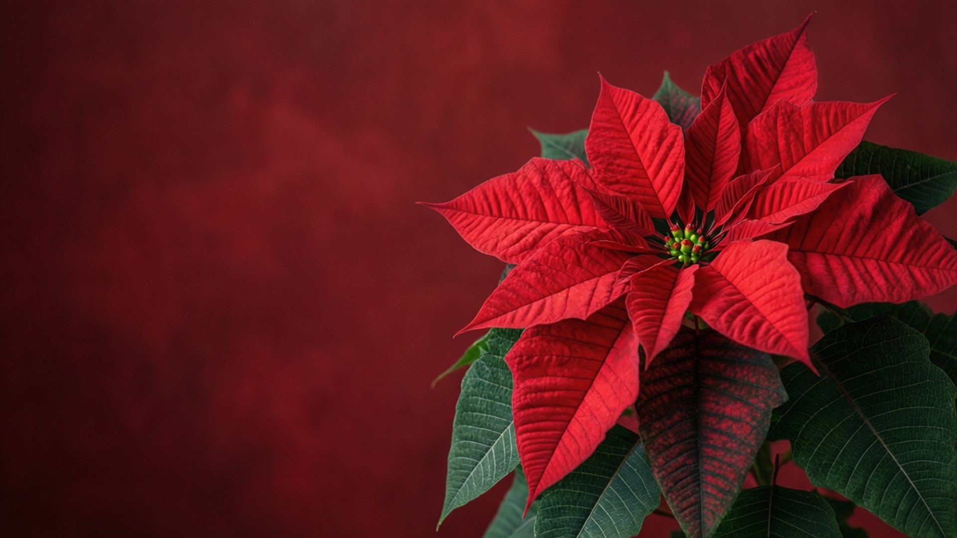 Poinsettia on Crimson 壁紙 — 一朵鮮紅的聖誕紅，搭配茂盛的綠葉，在深色紋理的紅色背景上綻放。