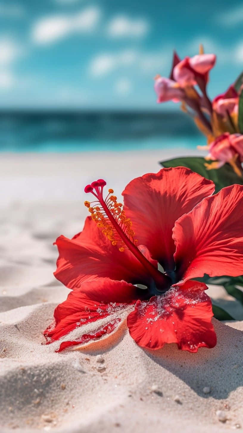 Hibiscus Aesthetic 桌布 壁紙 — 一朵鮮豔的紅色木芙蓉花放在陽光照射的沙子上，背景是柔焦的藍綠色海洋和天空。