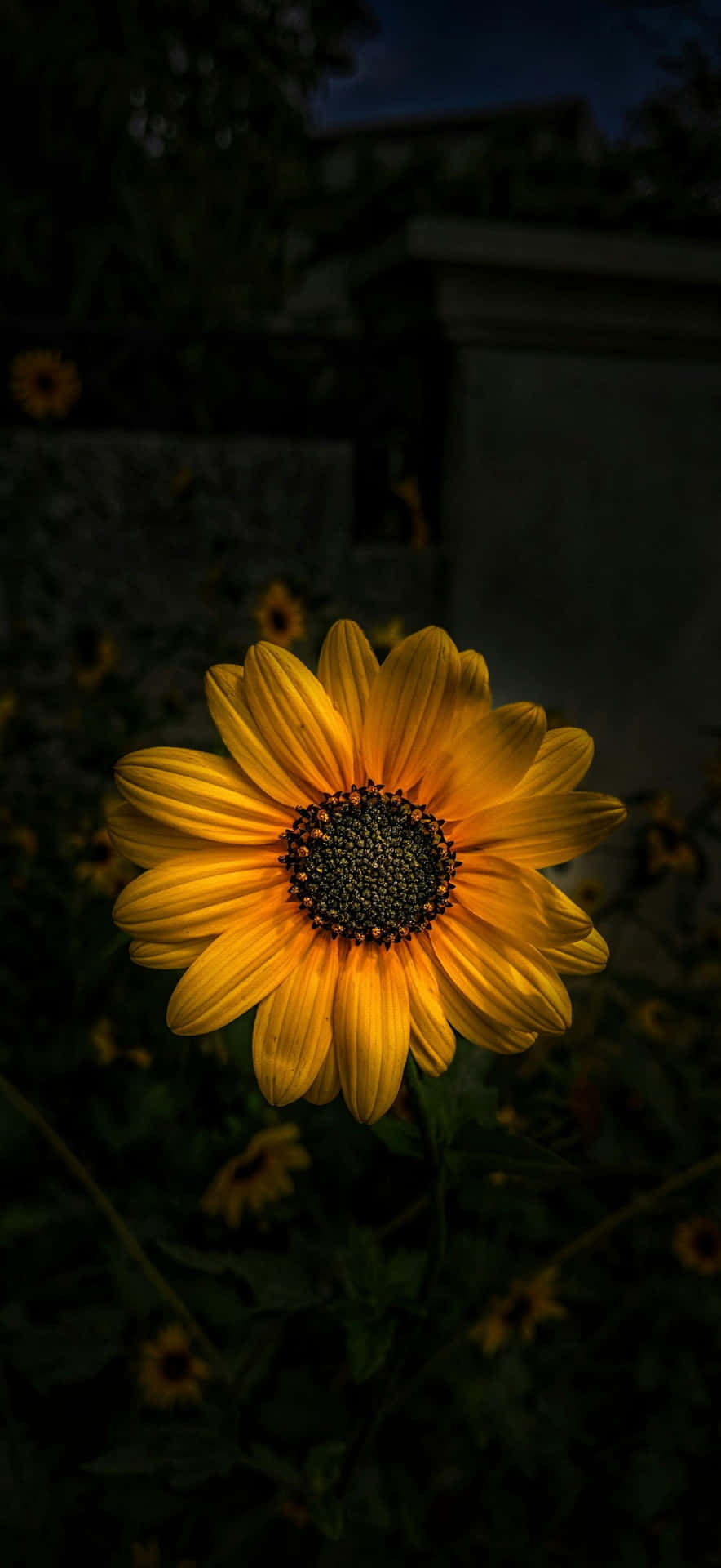  壁紙 — 一朵鮮豔的黃色向日葵在昏暗的暮色花園背景下閃耀著明亮的光芒。