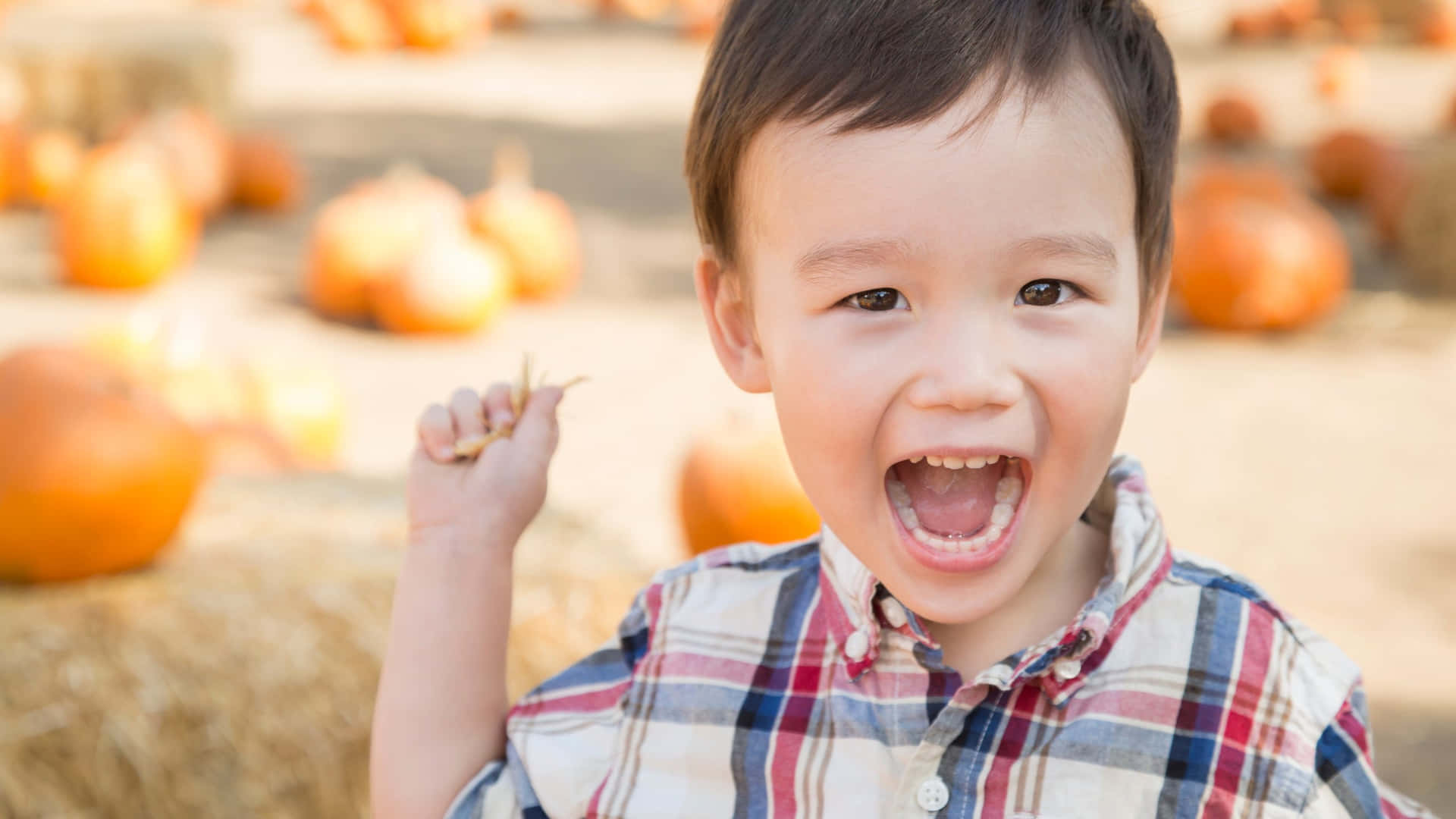  壁紙 — 一個快樂的幼兒，深色頭髮，在陽光明媚的南瓜田裡拿著南瓜莖大笑。