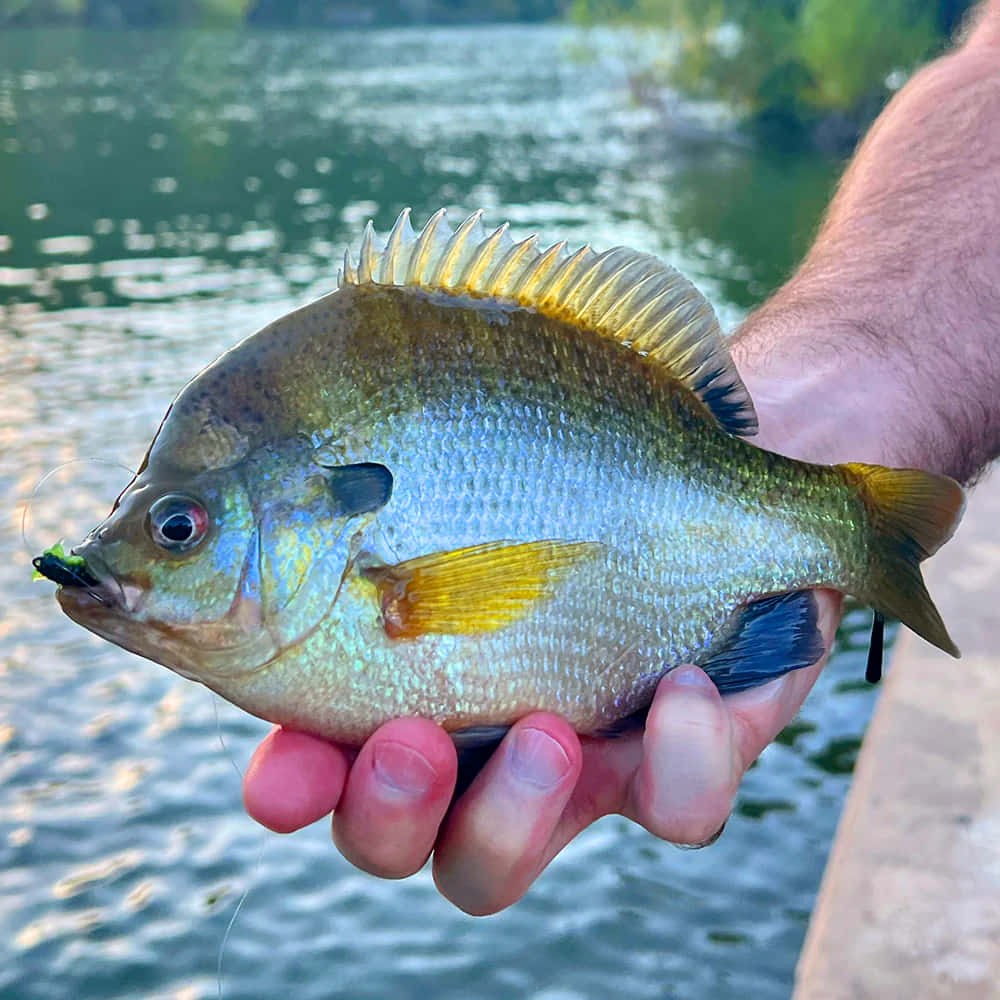  壁紙 — 一個人在漣漪水面上方拿著一條剛捕獲的太陽魚，魚身有彩虹色鱗片，嘴裡咬著綠色假餌。