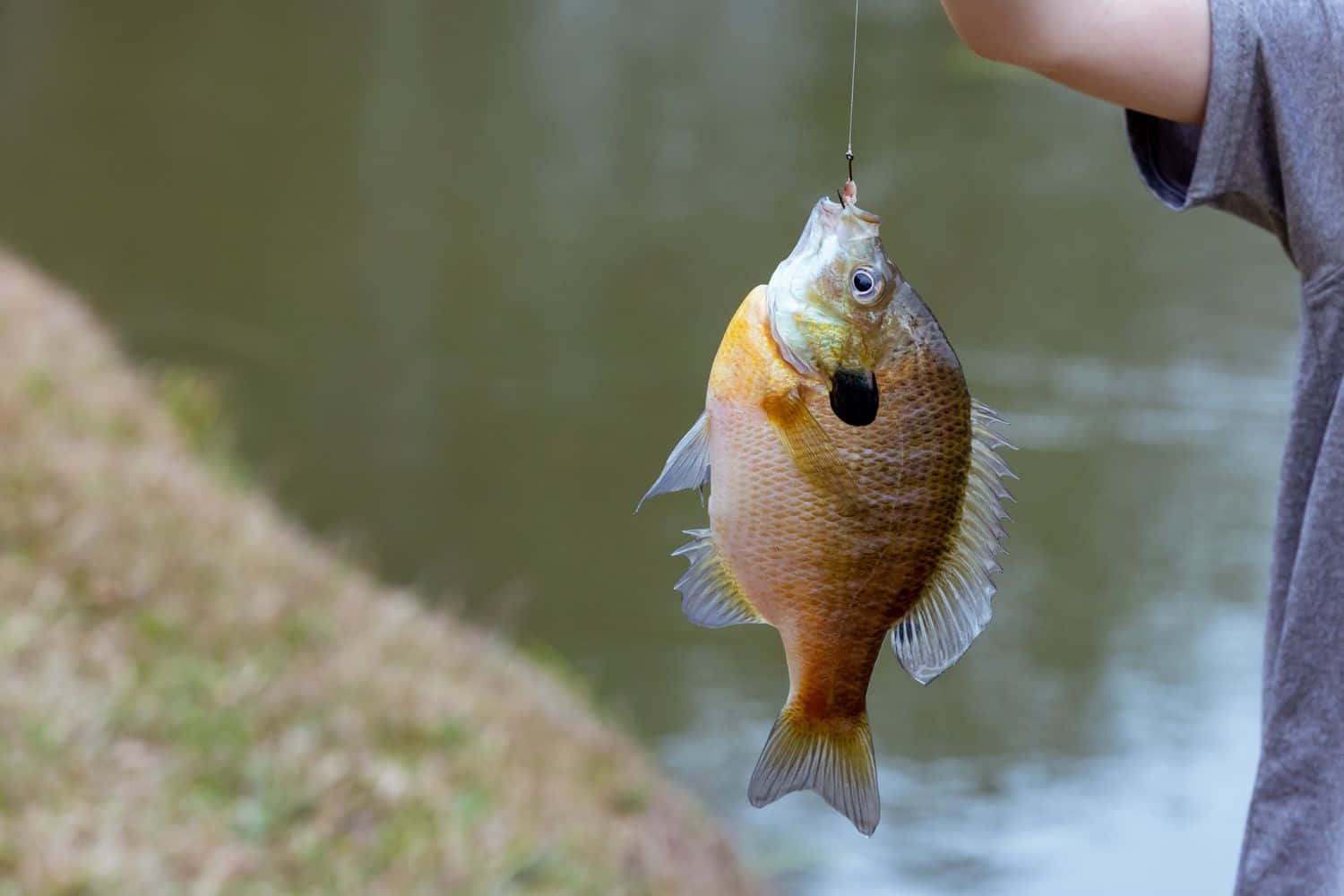 壁紙 — 一個人在平靜的池塘上方，用魚鉤鉤住一條小橙色魚，池塘邊有草叢。