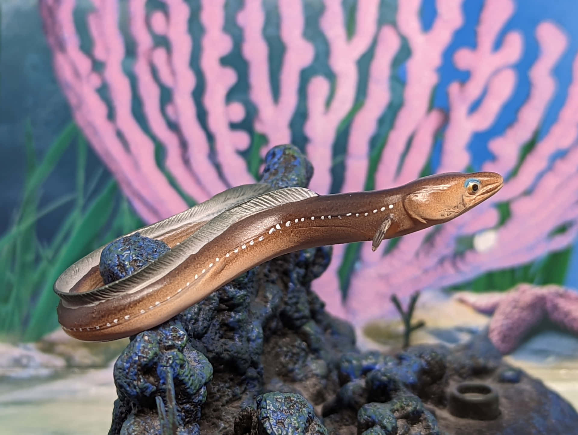  壁紙 — 一個詳細的棕色鰻魚模型，帶有白色斑點，放置在深色岩石上，背景是粉紅色珊瑚和綠色海藻的彩繪。