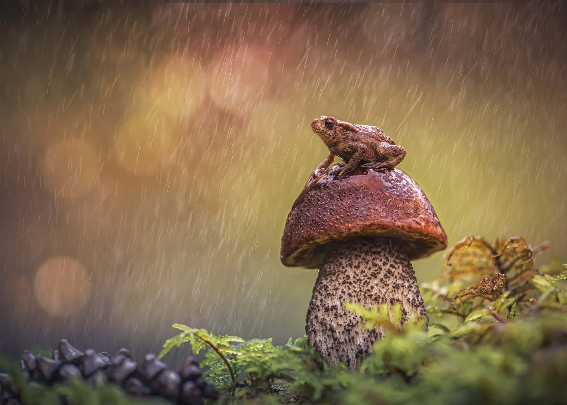  壁紙 — 一隻棕色小青蛙棲息在斑點蘑菇上，雨水輕輕落在長滿苔蘚的森林幽谷中。