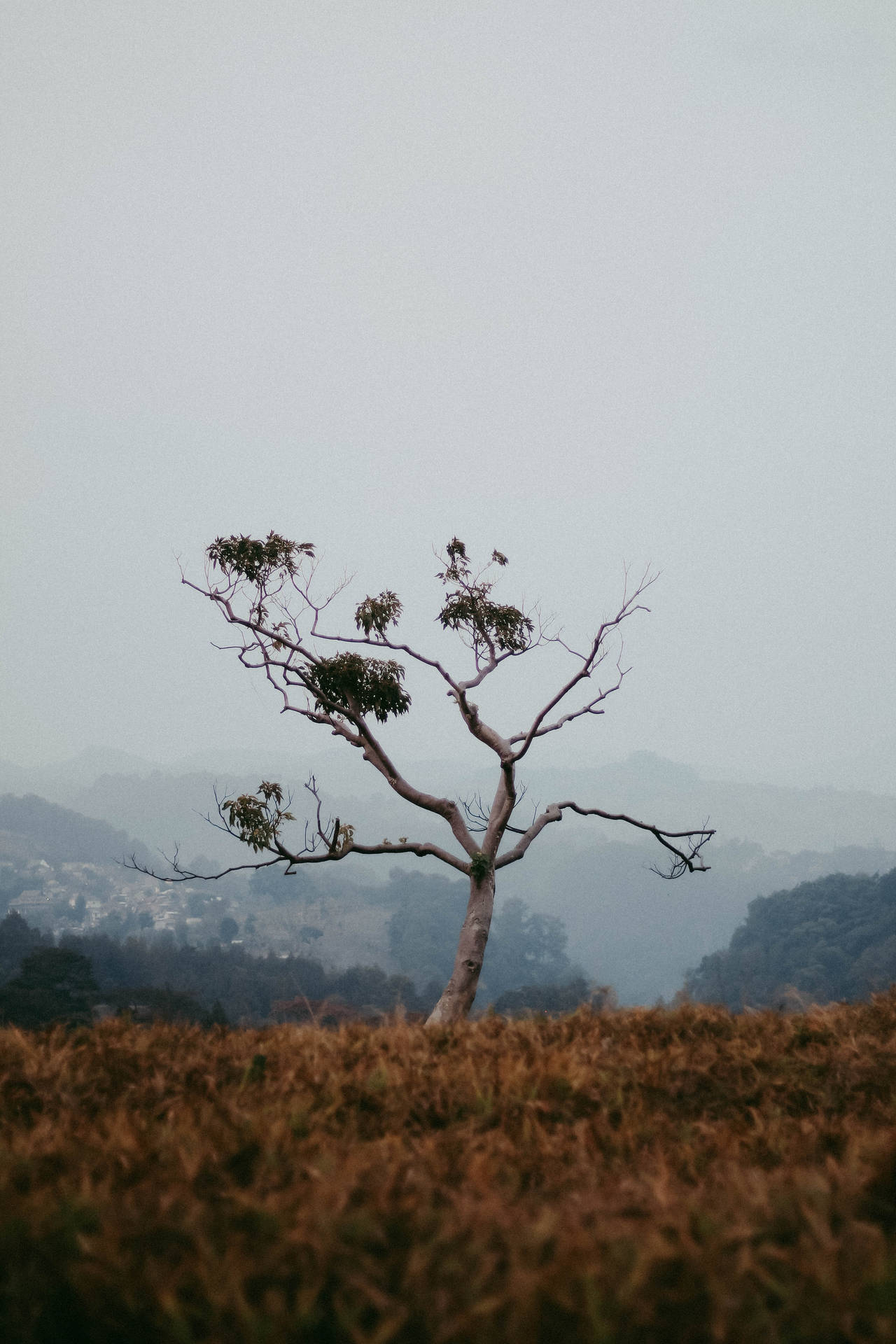 一棵孤獨的樹，葉子稀疏，生長在乾燥的田野中，背景是朦朧的山巒。 — iPhone 11 Pro Max 壁紙
