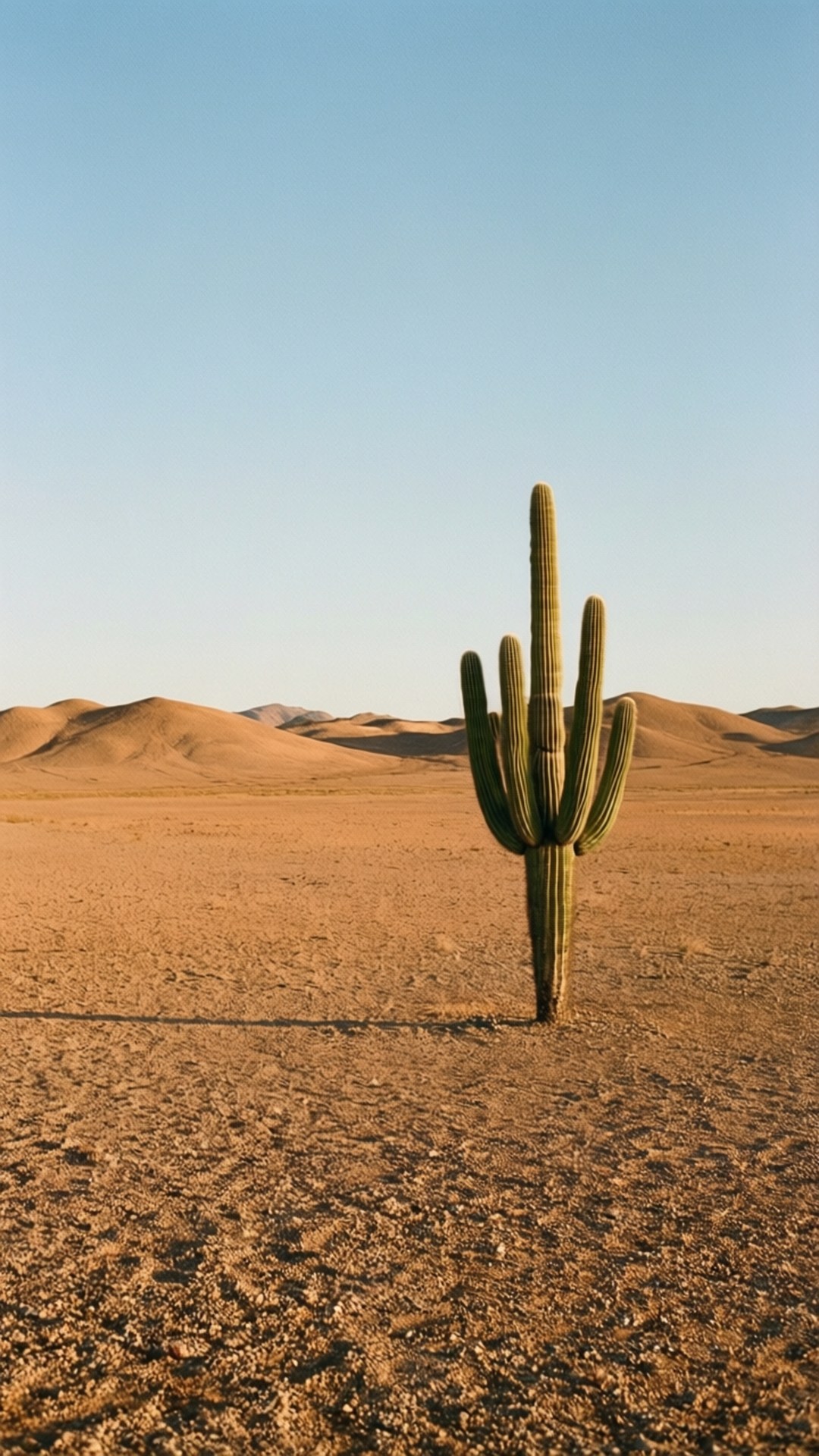 Desert Minimalism 壁紙 — 一棵孤獨的綠色薩瓜羅仙人掌矗立在廣闊的沙漠中，金色沙丘和清澈的藍天。