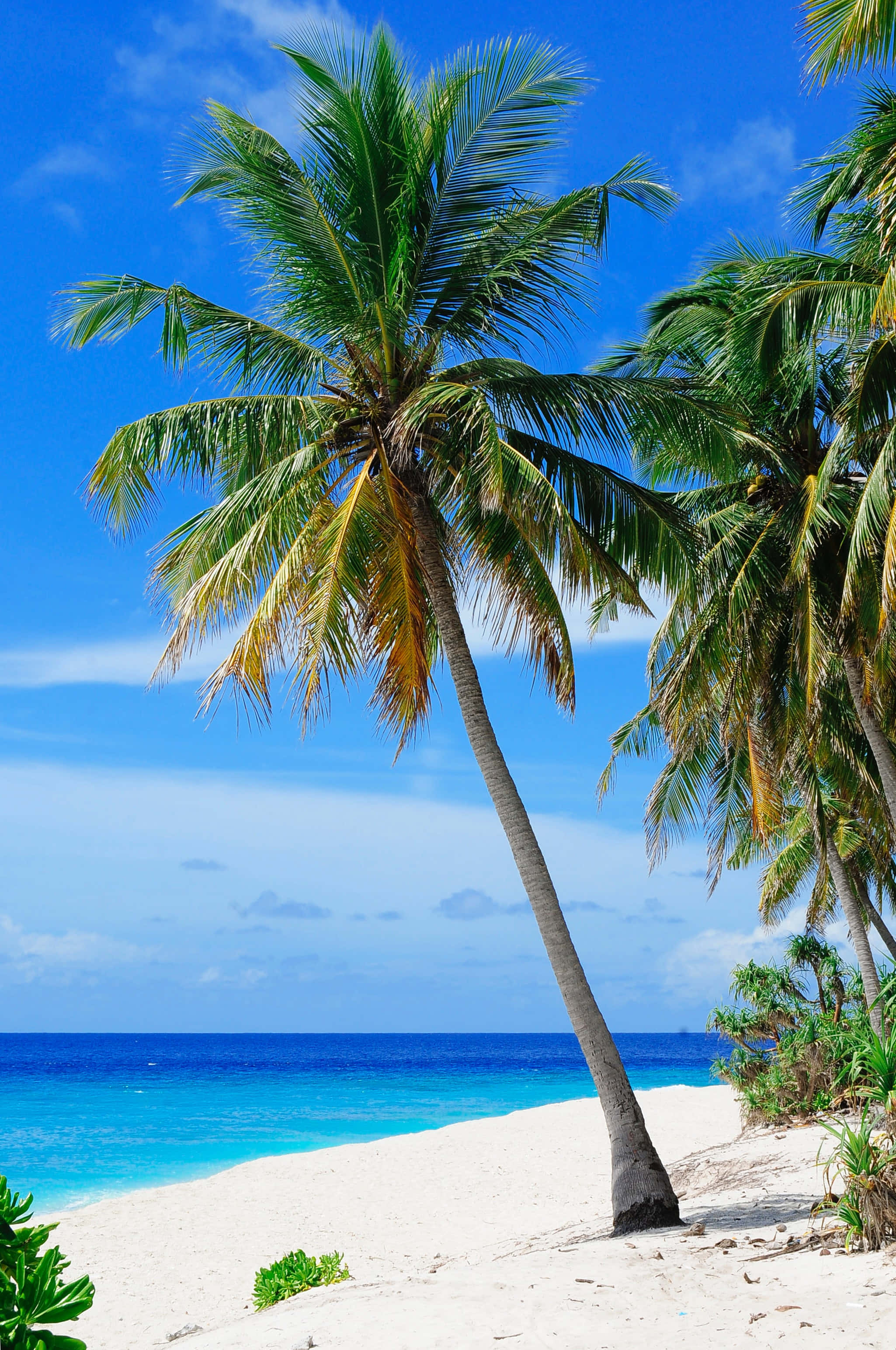 Beautiful Beach 桌布 壁紙 — 一棵孤獨的棕櫚樹在 vibrant 藍天下，優雅地彎向碧綠海水旁的純白沙灘。