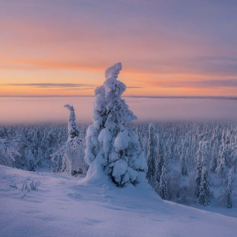  壁紙 — 一棵積雪的樹高高聳立在白雪覆蓋的山脊上，俯瞰著日出時結冰的森林，天空呈現粉橙色和紫色。