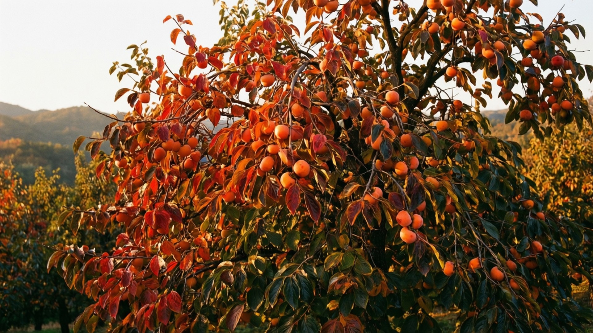 Autumn Persimmon Orchard 壁紙 — 一棵沐浴在陽光下的柿子樹，掛滿成熟的橙色果實和火紅的葉子，背景是朦朧的山巒。